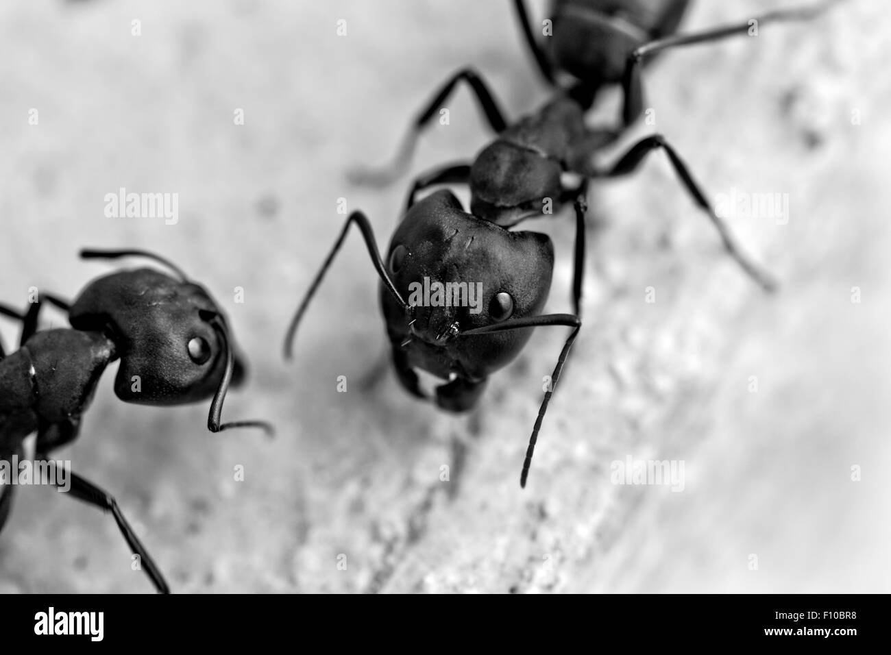 Gros plan de deux fourmis charpentières (Camponotus spp.) ou de sucre des fourmis Banque D'Images