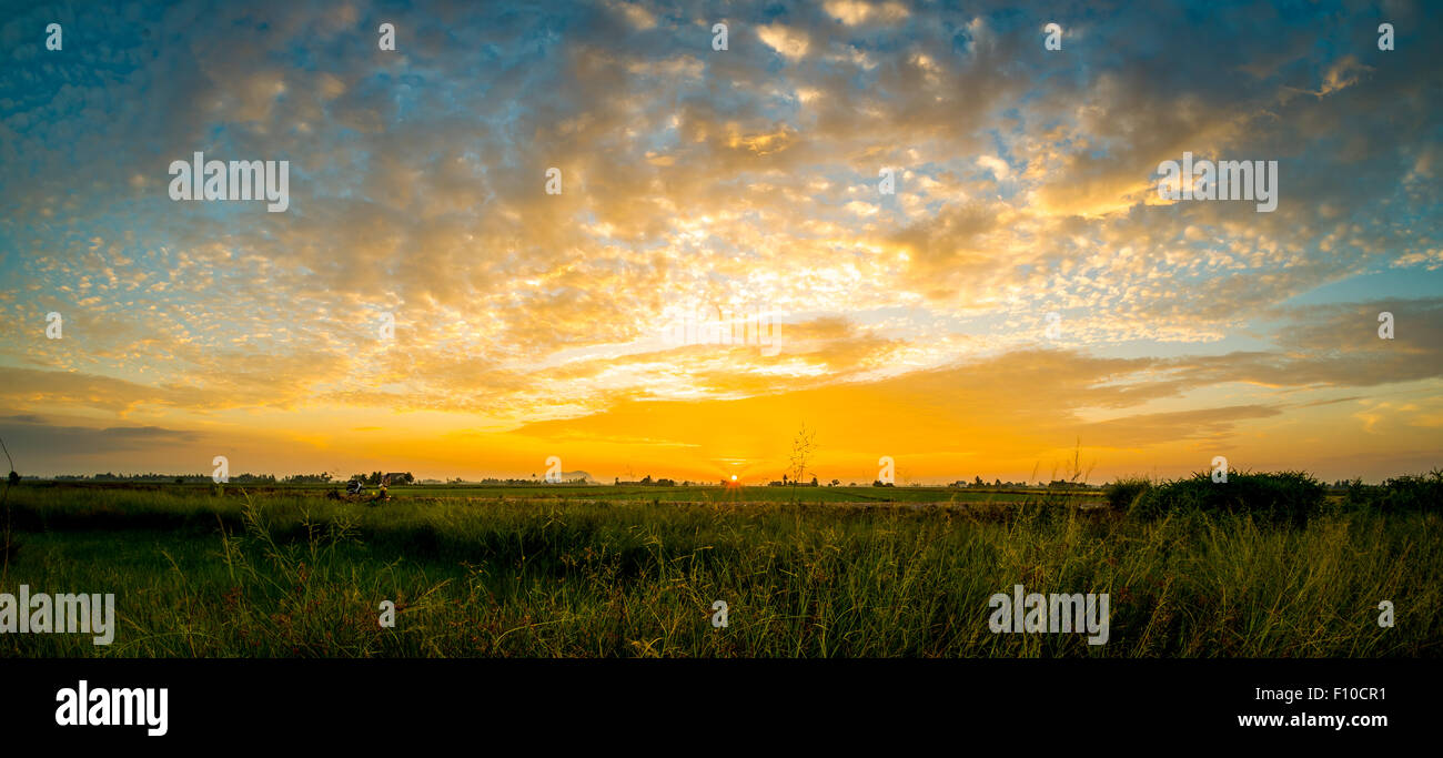Moment spectaculaire lever du soleil d'un beau champ de riz en Malaisie. Banque D'Images