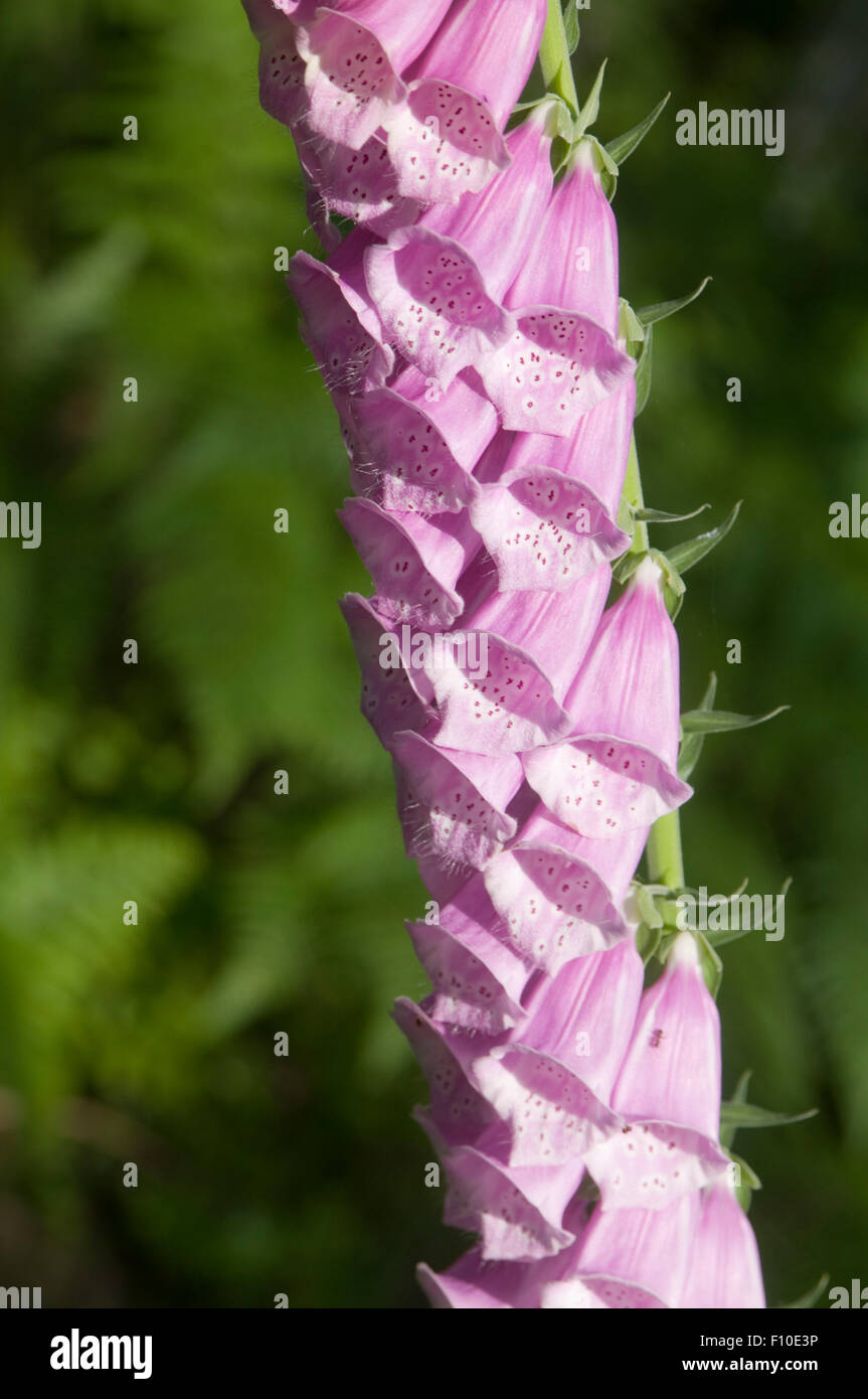 Fleur fleurs sauvages de la digitale digitales wildflower fleurs sauvages dans la forêt suédoise la Suède Banque D'Images
