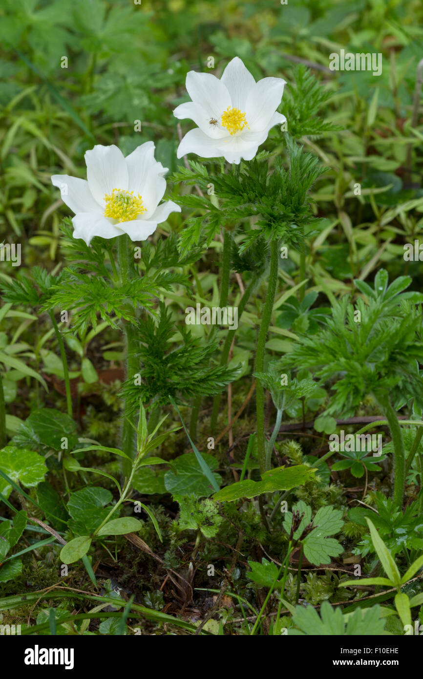 Pasqueflower Alpine alpine ou anemone, nom latin Pulsatilla alpina, à pétales blancs et feuilles vertes Banque D'Images
