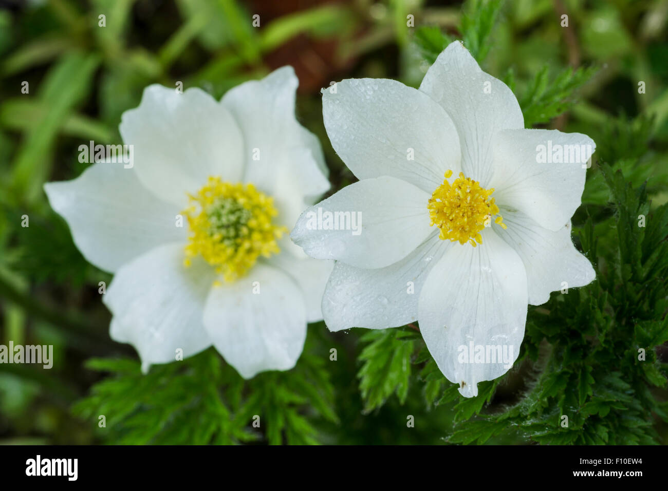 Pasqueflower Alpine alpine ou anemone, nom latin Pulsatilla alpina, à pétales blancs et feuilles vertes Banque D'Images