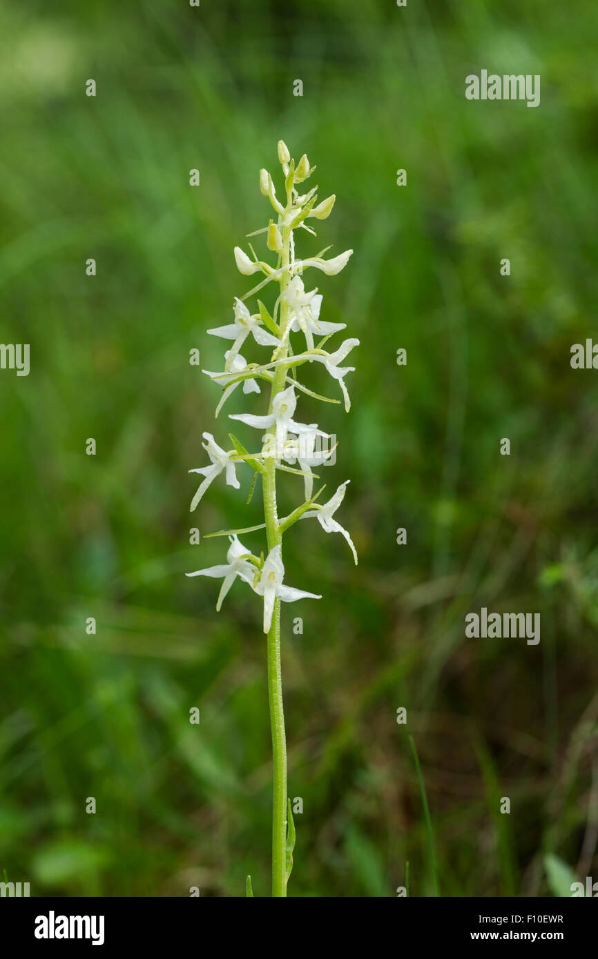 Orchidée papillon, nom latin Platanthera chlorantha, couvert de gouttes de rosée Banque D'Images