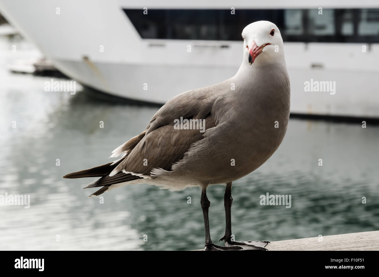 Une mouette perchée sur le dock dans le port de Long Beach Banque D'Images