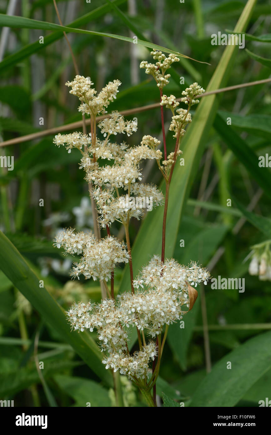 La reine-des-Prés, Filipendula ulmaria, plantes à fleurs sur la rive de la canal Kennet & Avon, Berkshire, juin Banque D'Images