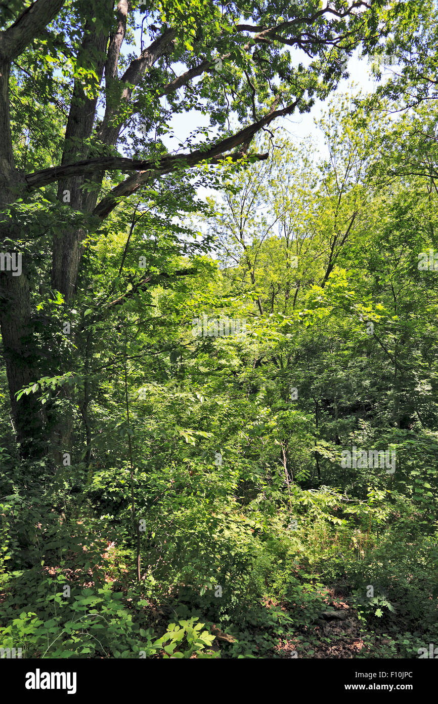 Van Cortlandt Park woods Bronx New York Banque D'Images