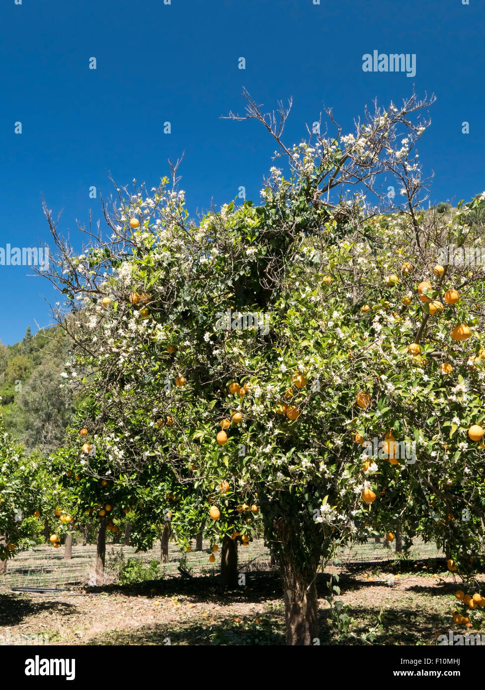 Les orangers, Omalos, Crète, Grèce. Banque D'Images