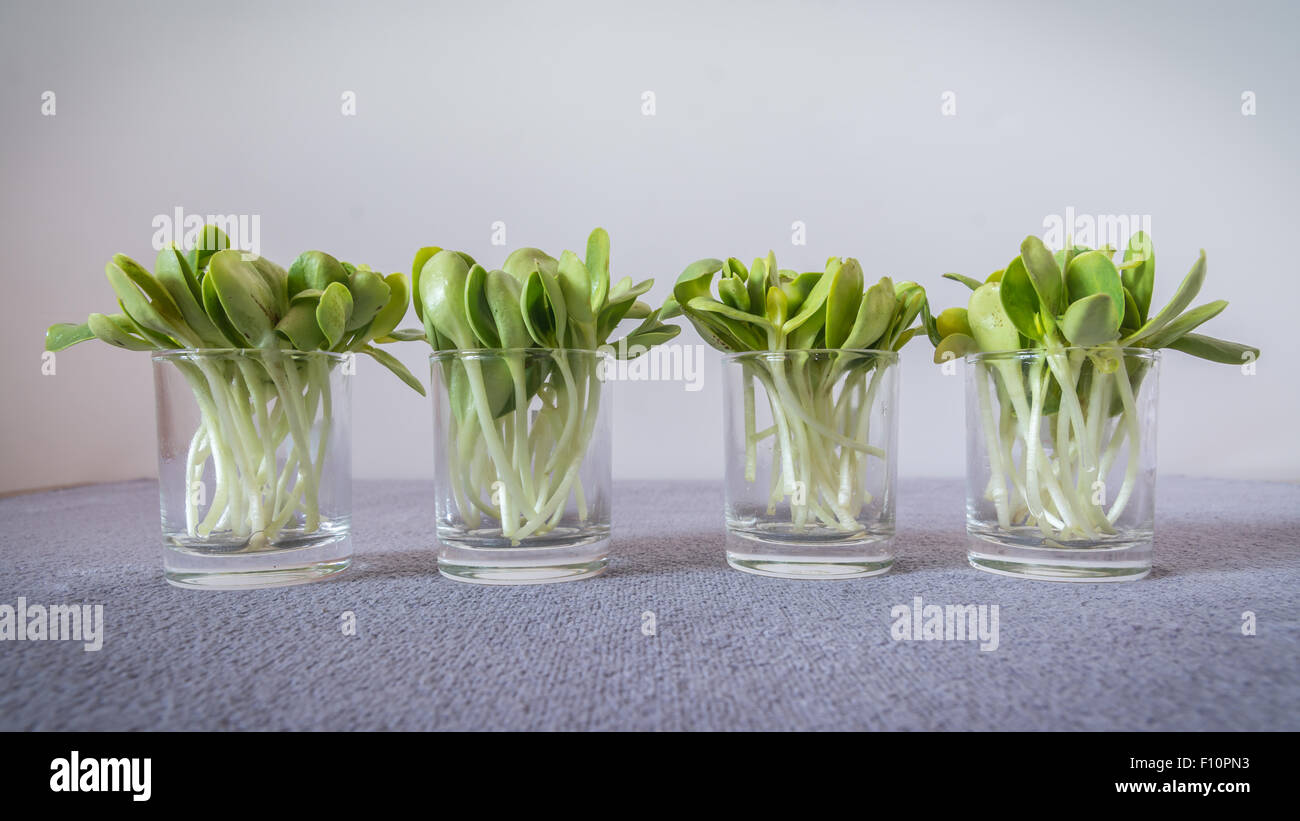 Les graines germées de tournesol en verrerie Banque D'Images