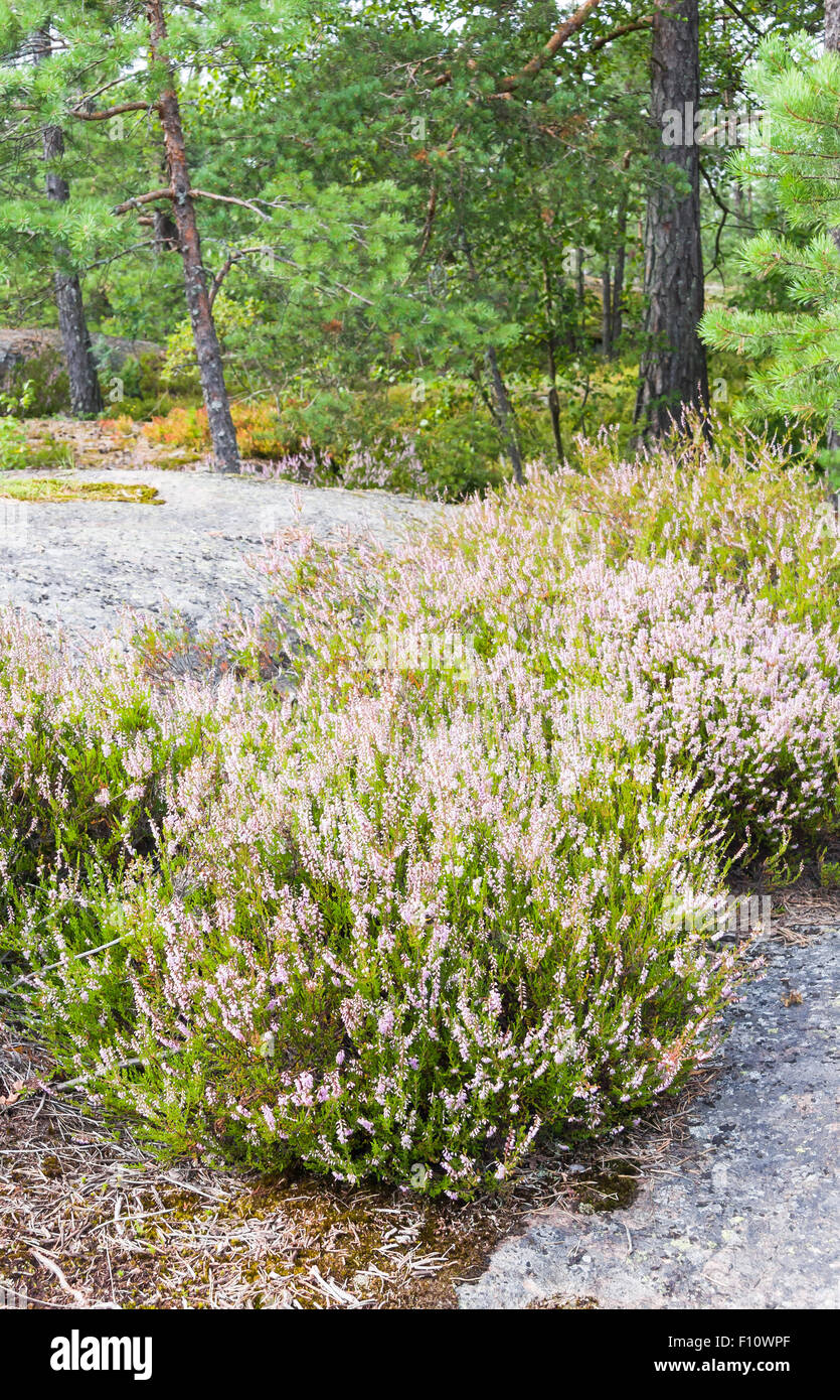 Plante verte de couleur rose ou violet avec des fleurs pousse sur une falaise dans la pinède Banque D'Images