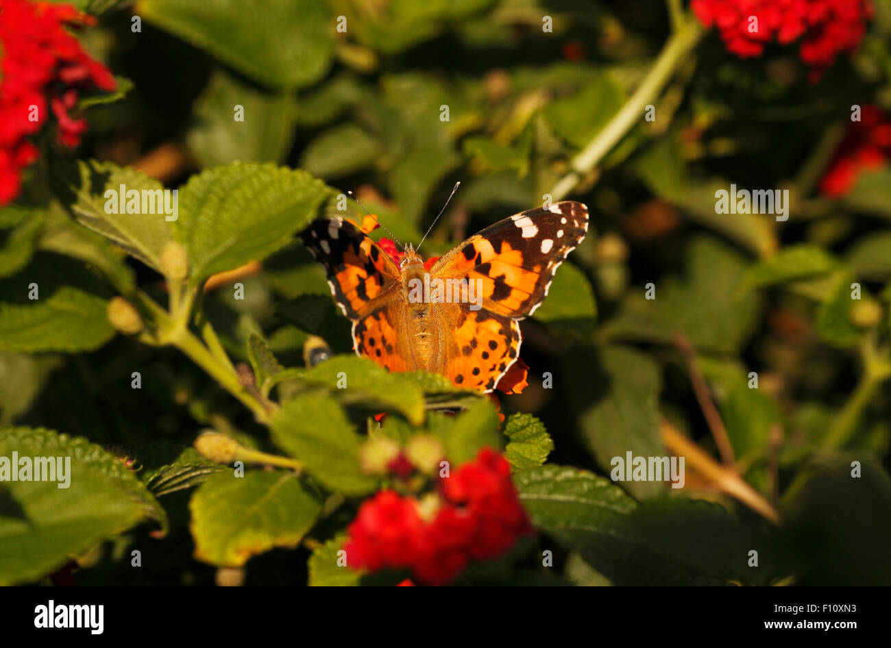 Butterlfy dame peinte sur les Fleurs de Lantana camara Banque D'Images