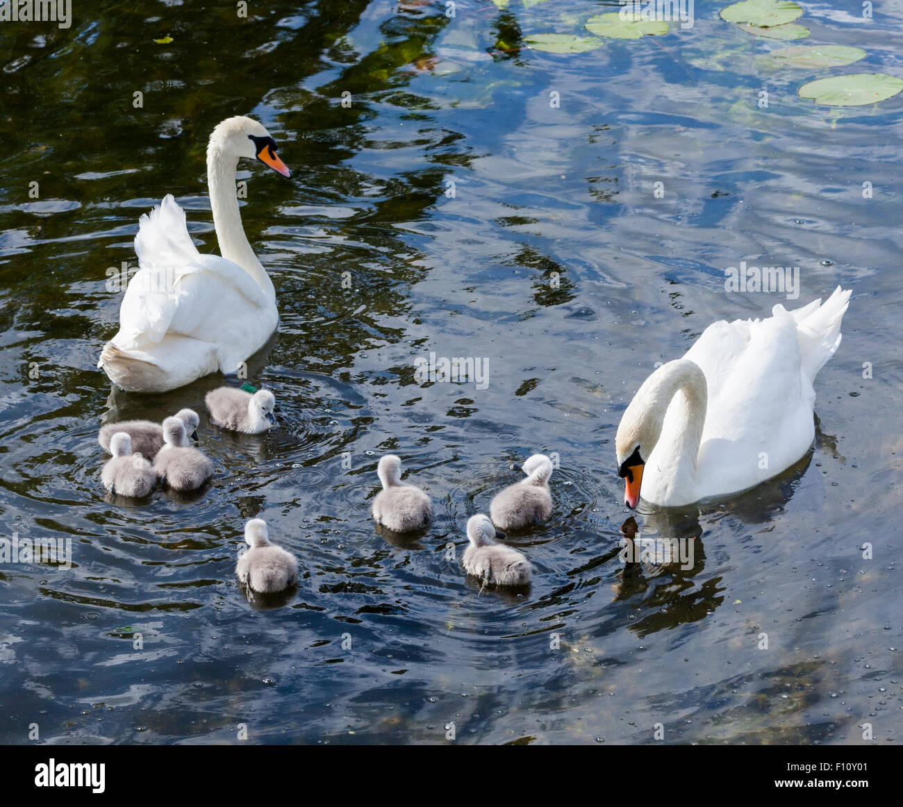 Les cygnes et cygnets près du Kastellet à Copenhague, accueil de Hans Christian Anderson, auteur de Le Vilain Petit Canard Banque D'Images