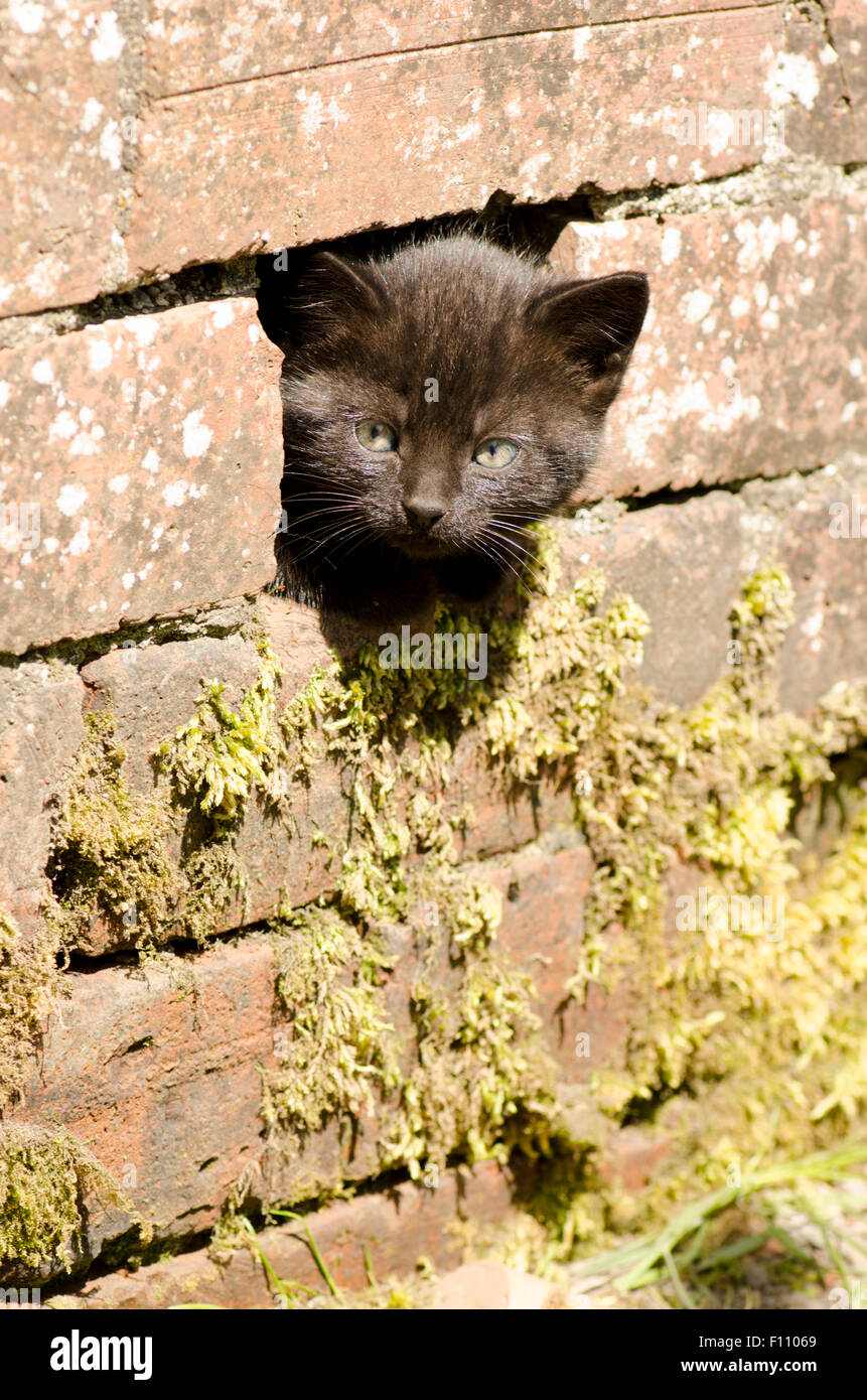 Chaton noir poussant sa tête dans un trou dans un mur. UK. Banque D'Images