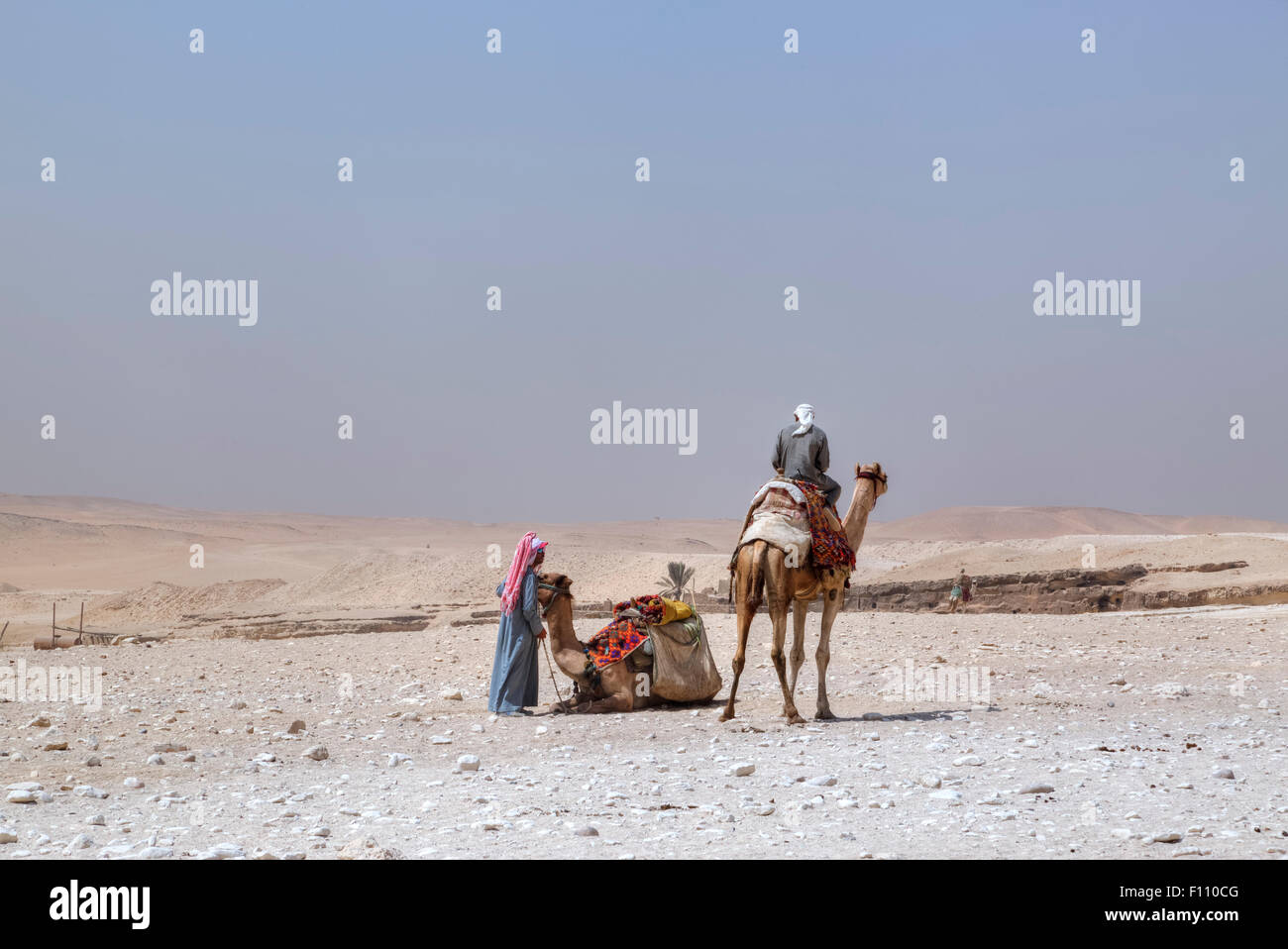 En chameau dans le désert du Caire, Egypte, Afrique du Sud Banque D'Images