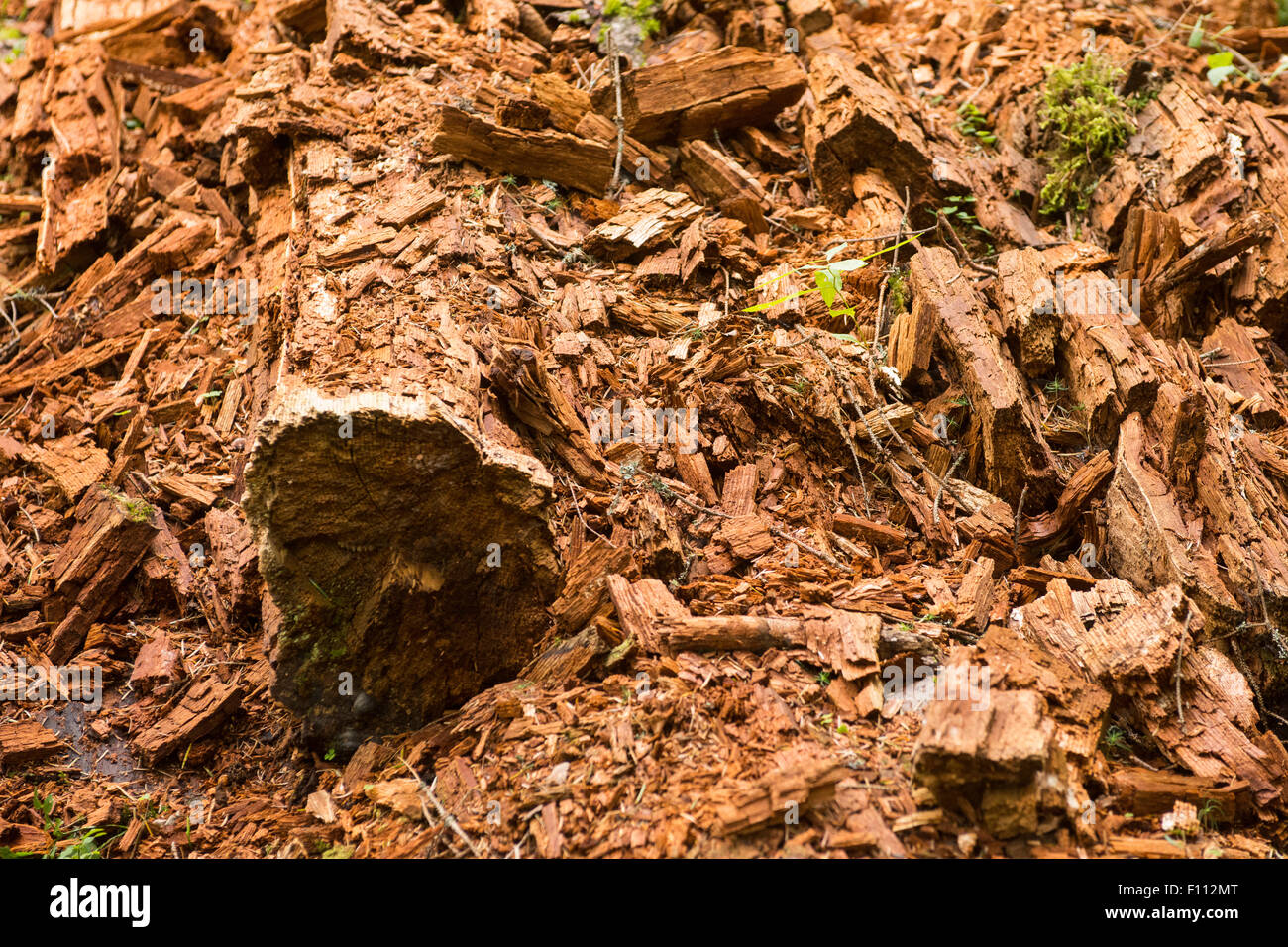 Arbre en décomposition. Un tronc d'arbre tombé se décompose en forêt, de pourriture et de se retourner dans le sol Banque D'Images