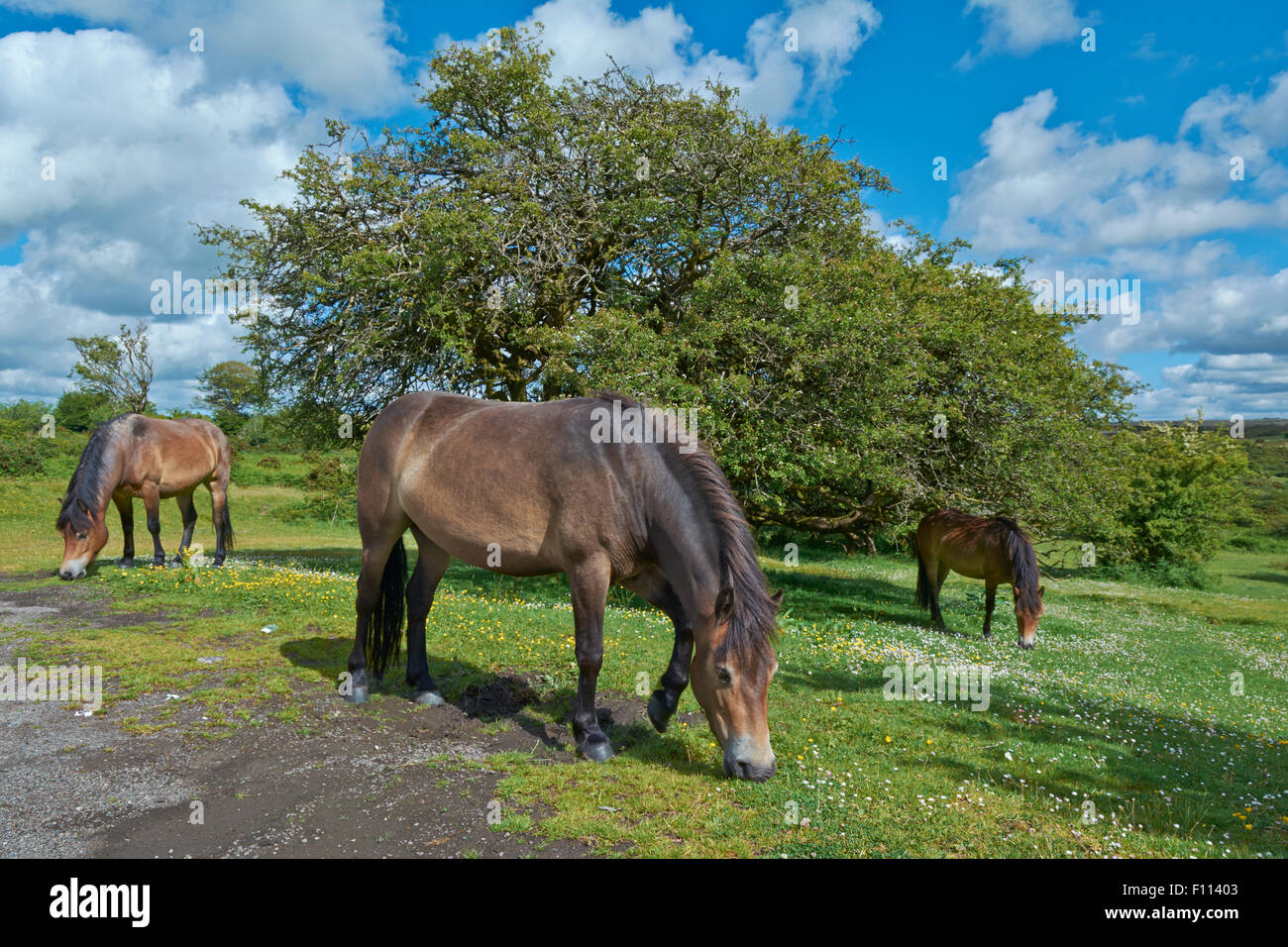 Poneys Exmoor sauvages - image prise près de Spire Cross, Exmoor, England, UK Banque D'Images