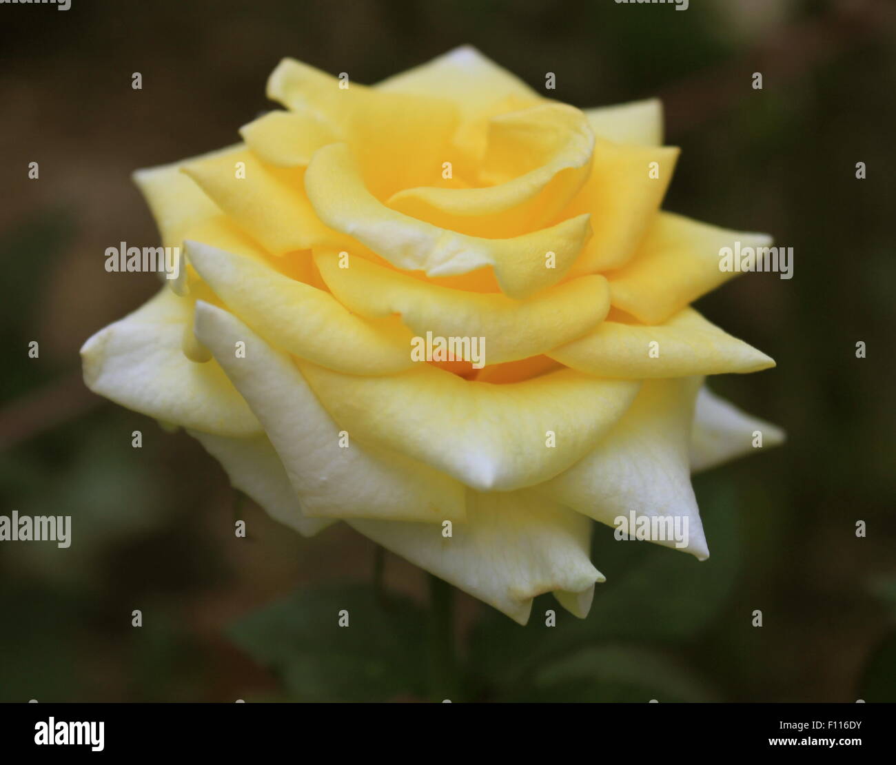 Rose jaune en Malaisie Banque D'Images