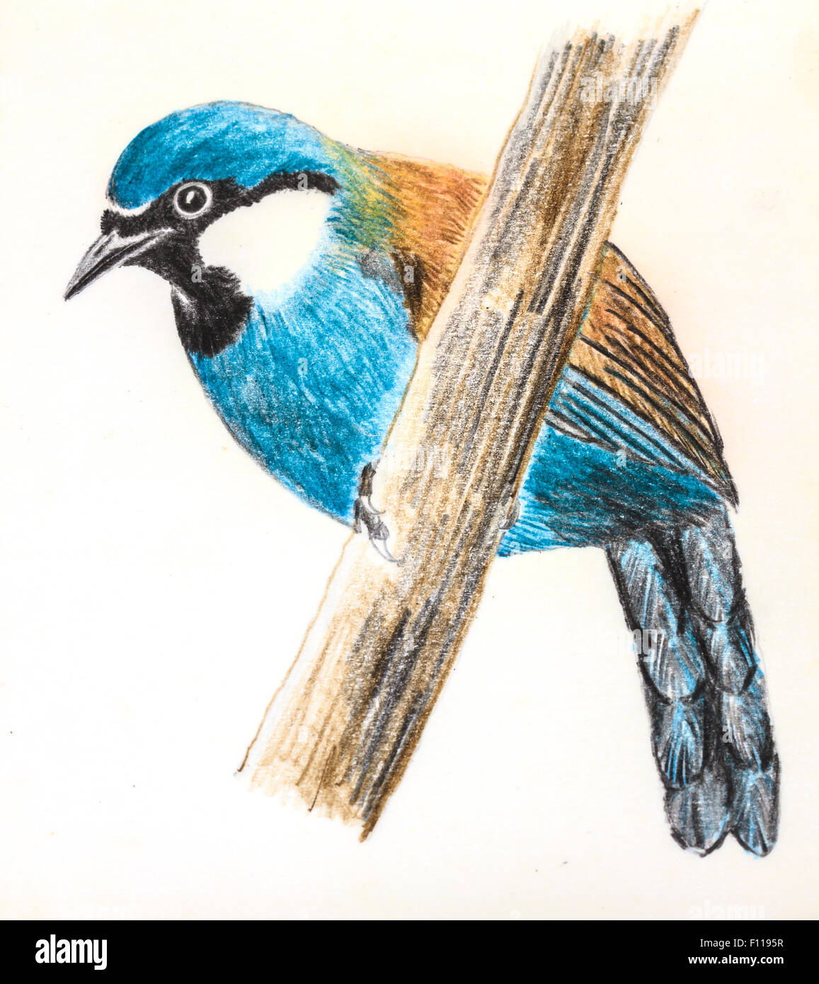 L'original du dessin d'oiseaux sur papier blanc, Black-throated Laughingthrush Banque D'Images