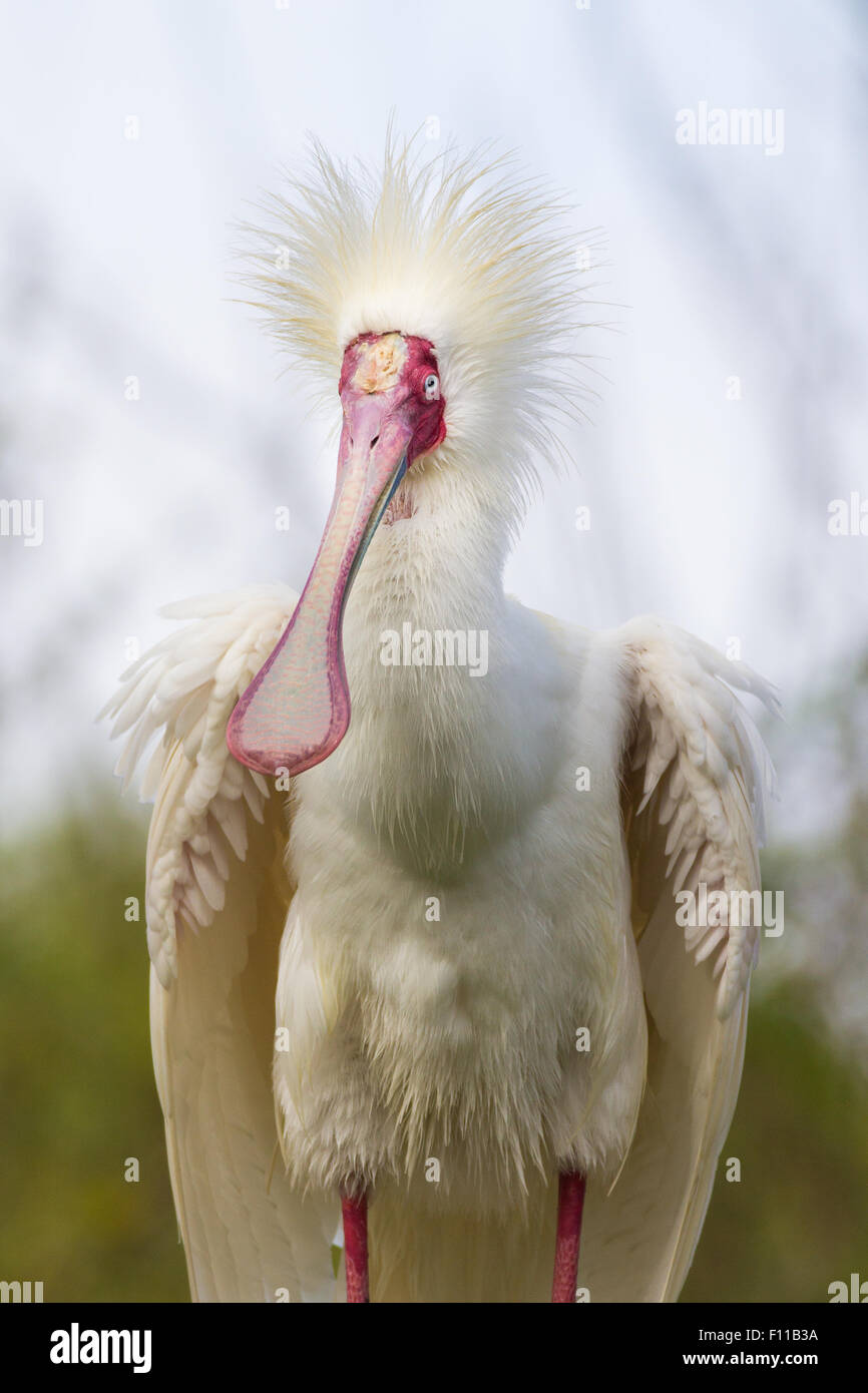Libre de l'arbre perché sur la spatule blanche Banque D'Images