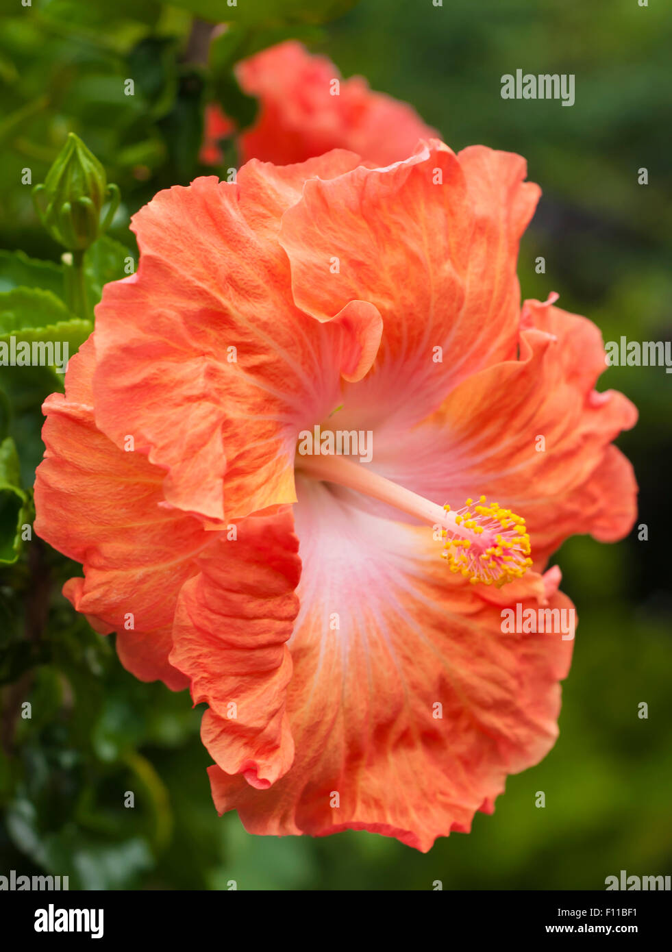Fleur d'hibiscus rouge avec la stigmatisation. Pris sur le Maj 23, 2015 Banque D'Images