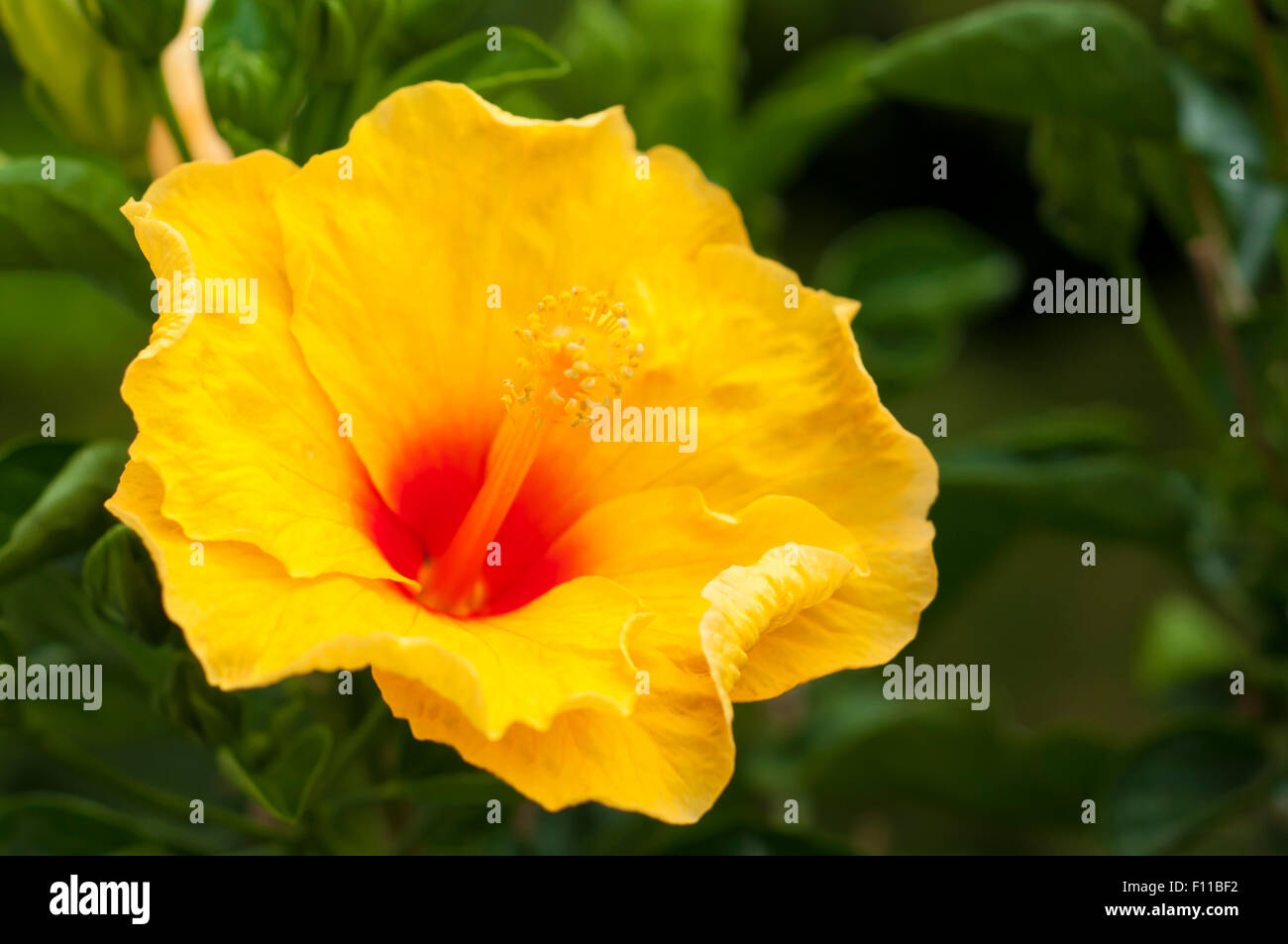 Fleur d'hibiscus jaune à la stigmatisation. Pris sur le Maj 23, 2015 Banque D'Images