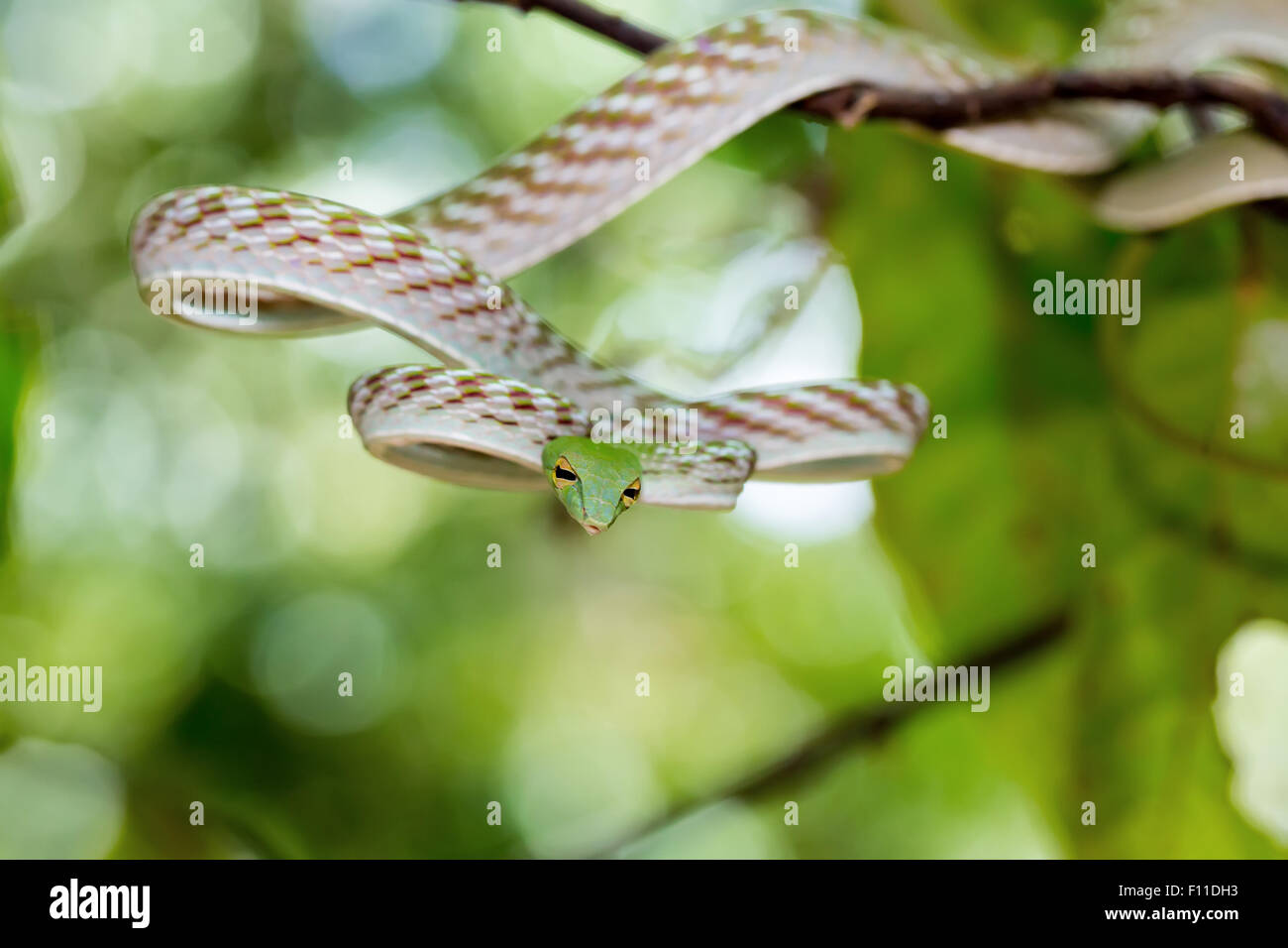 Whipsnake Oriental ou asiatique (Serpent de vigne Ahaetulla prasina) Parc national de Tangkoko. L'île de Sulawesi, en Indonésie, de la faune Banque D'Images