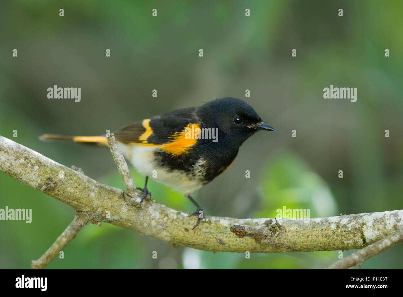 Paruline flamboyante - mâle sur la migration du printemps Setophaga ruticilla côte du golfe du Texas, USA BI027472 Banque D'Images