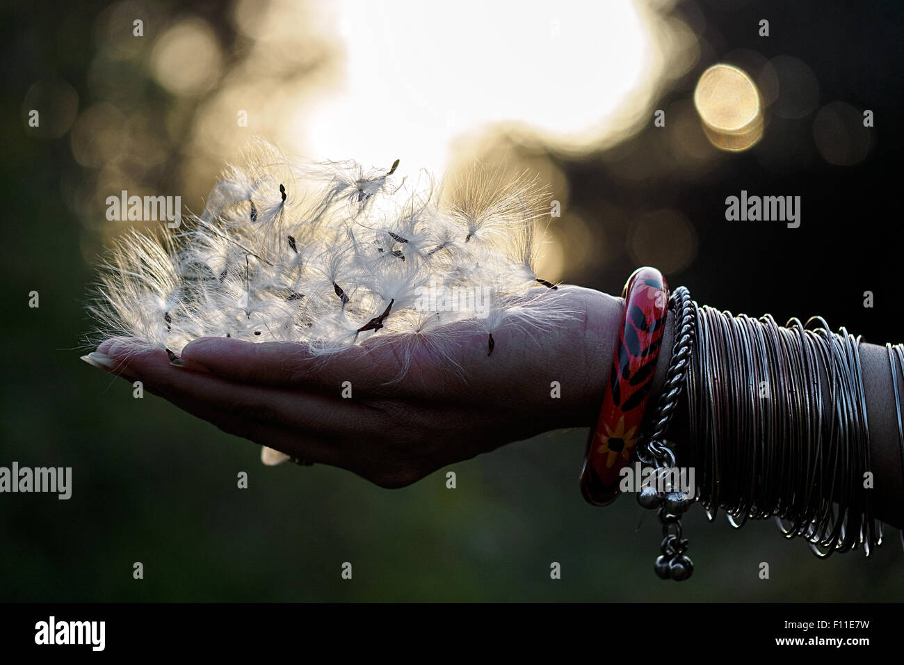 Une main de femme indienne avec bracelets et poignée de pissenlits Banque D'Images