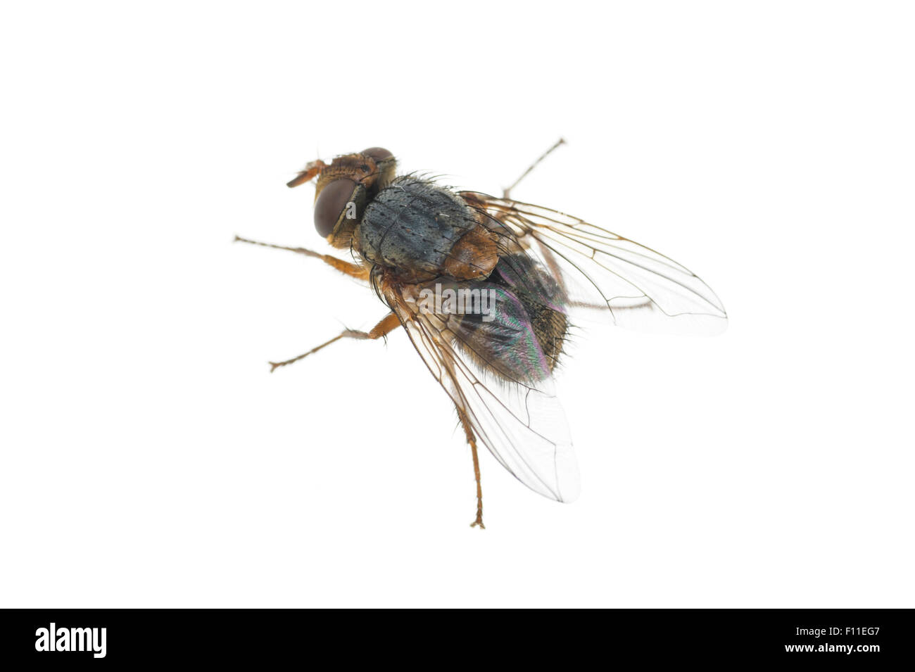 Mouche parasite (Tachinidae) qui a émergé à partir d'une mouche Banque D'Images