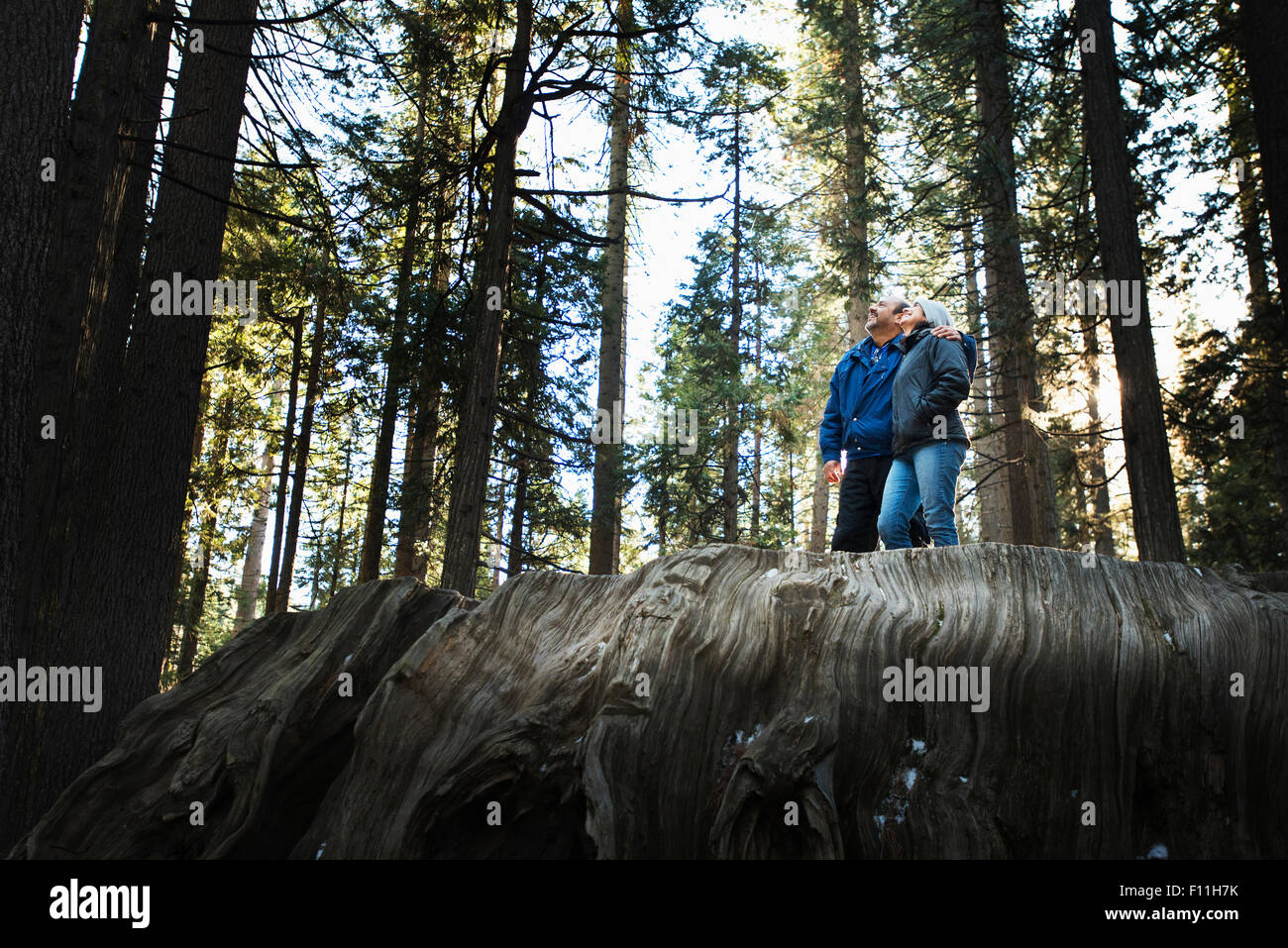 Couple debout sur une énorme souche dans la forêt Banque D'Images