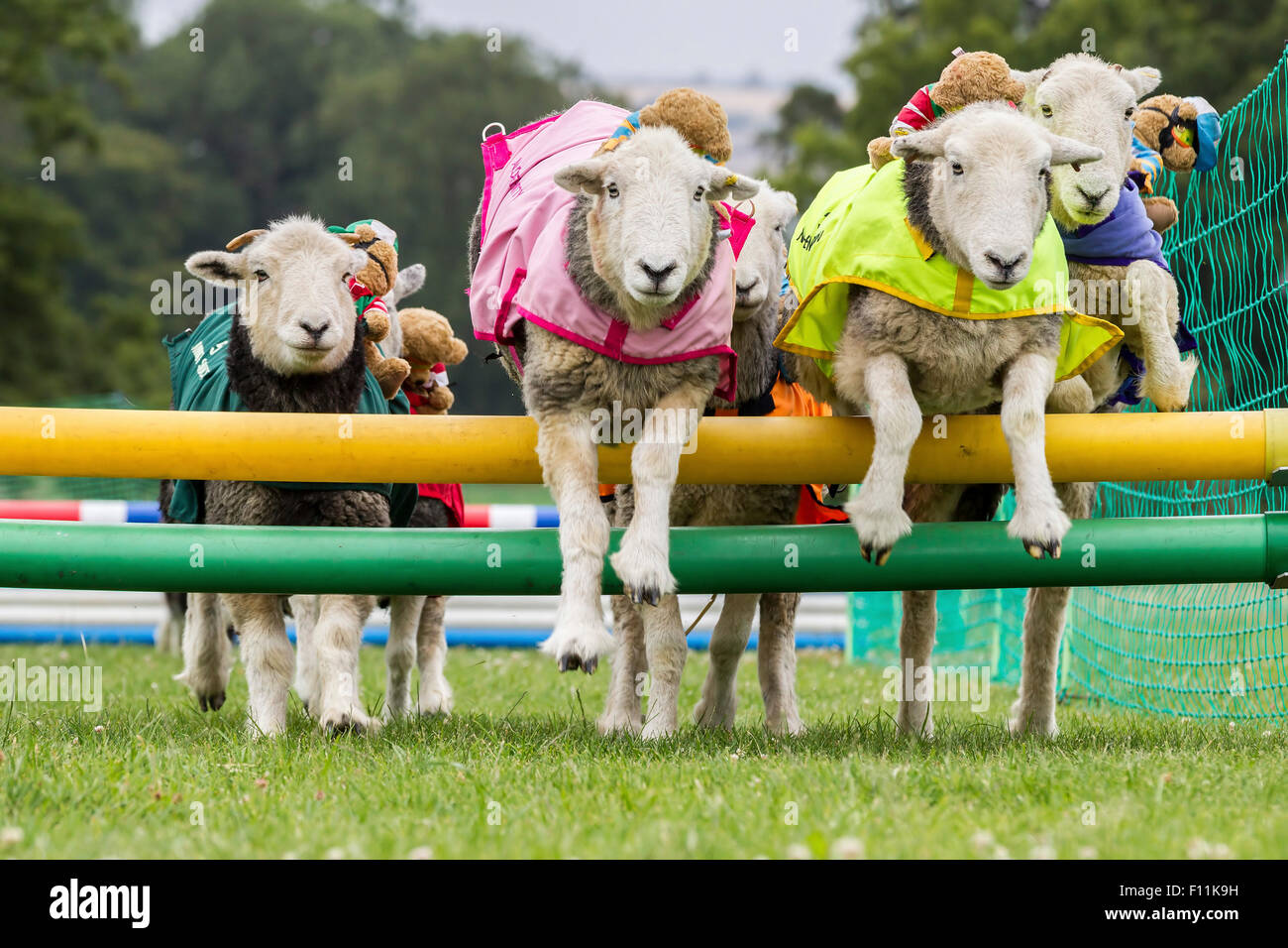 Le château de Rockingham, Northamptonshire, Angleterre. 13 août 2015. 11e journée internationale du Club Canin 4 l'Agilité Festival, Heardwick Banque D'Images