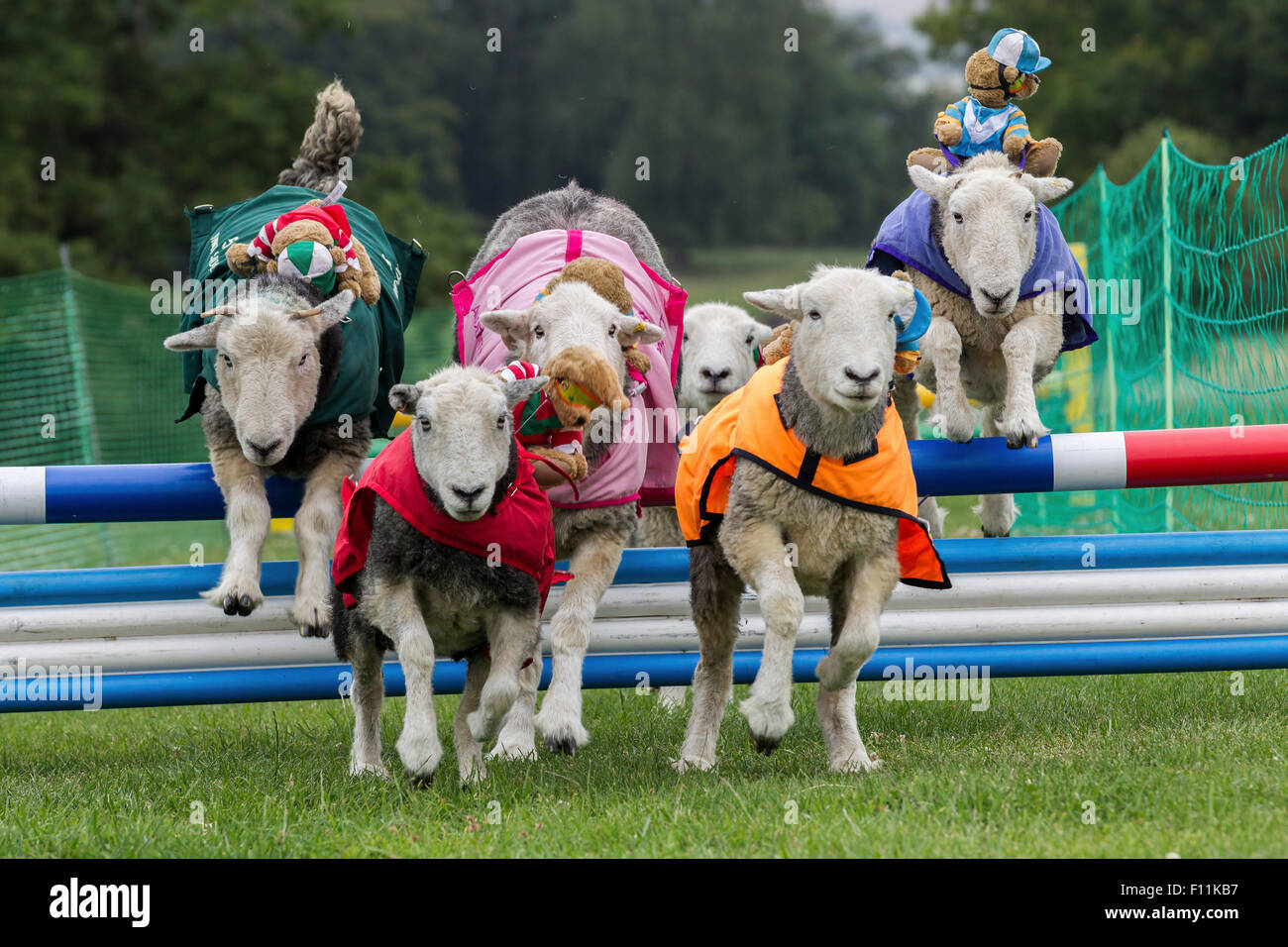 Le château de Rockingham, Northamptonshire, Angleterre. 13 août 2015. 11e journée internationale du Club Canin 4 l'Agilité Festival, Heardwick Banque D'Images