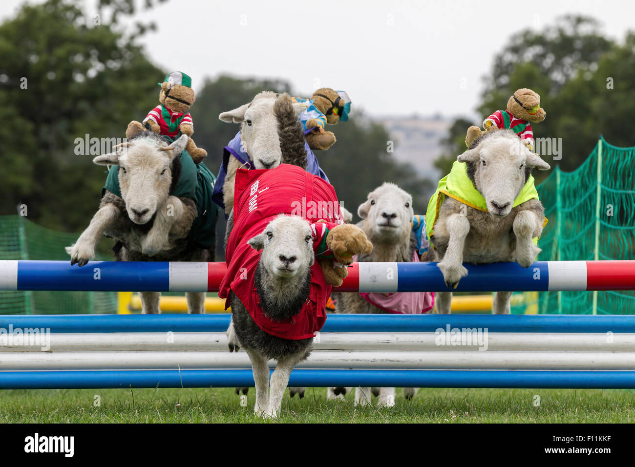 Le château de Rockingham, Northamptonshire, Angleterre. 13 août 2015. 11e journée internationale du Club Canin 4 l'Agilité Festival, Heardwick Banque D'Images