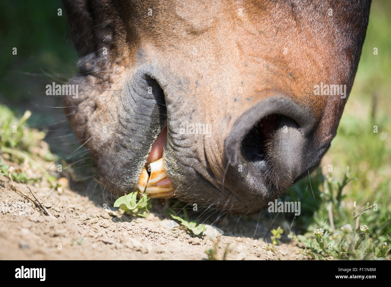 La baie de Warmblood Horse eating dandelion Banque D'Images