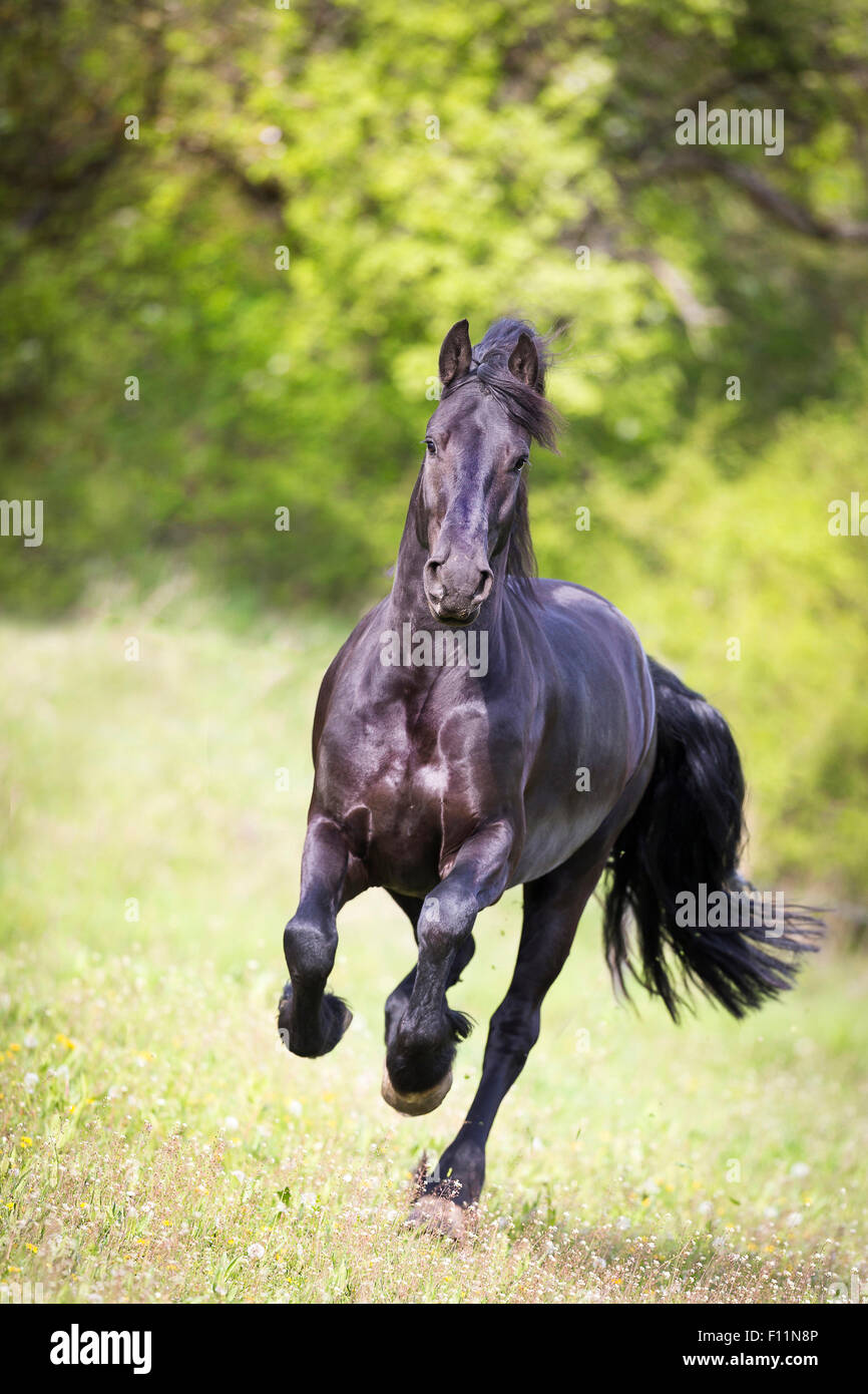 Cheval frison hongre noir de pâturage au galop Banque D'Images