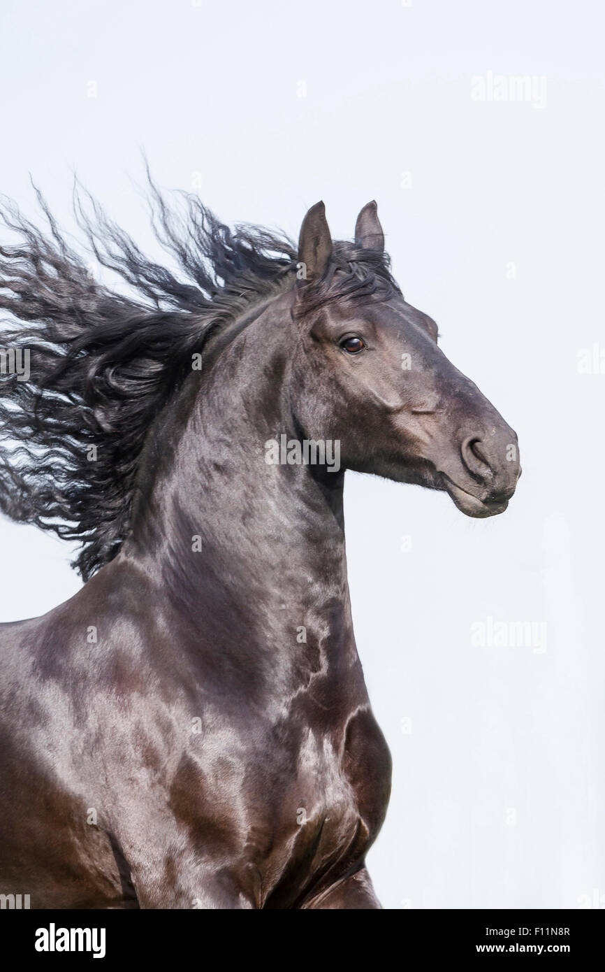 Portrait cheval frison hongre noir mane découlant Banque D'Images