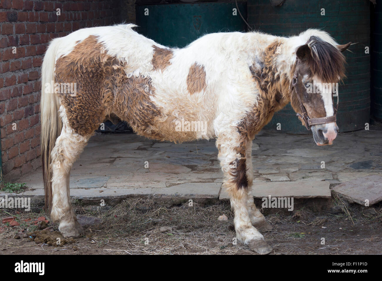 Cheval domestique poney âgé souffrant de syndrome de Cushings et la fourbure Banque D'Images