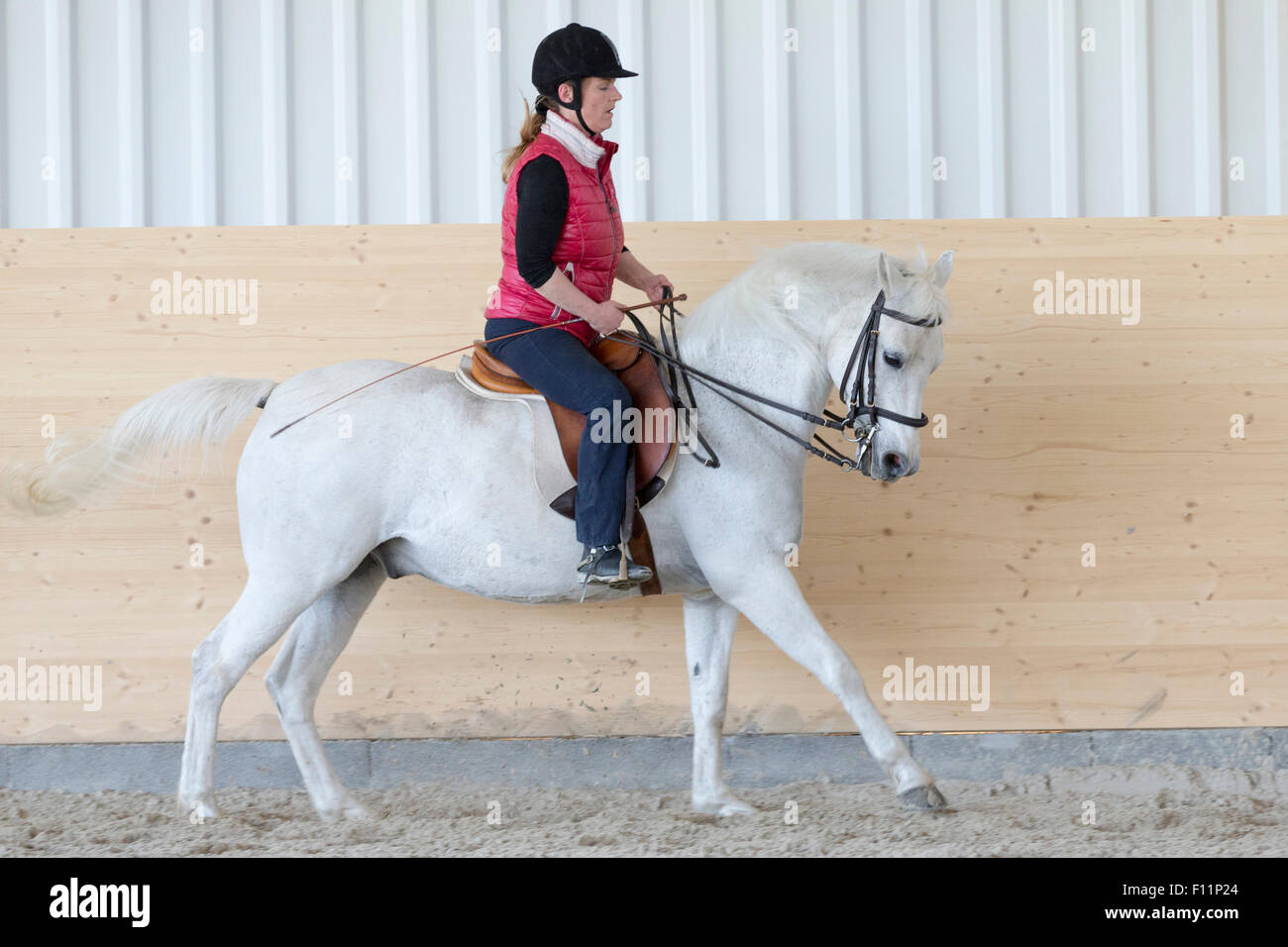 Équitation allemande Rider Poney poney blanc effectuer galop désuni Banque D'Images