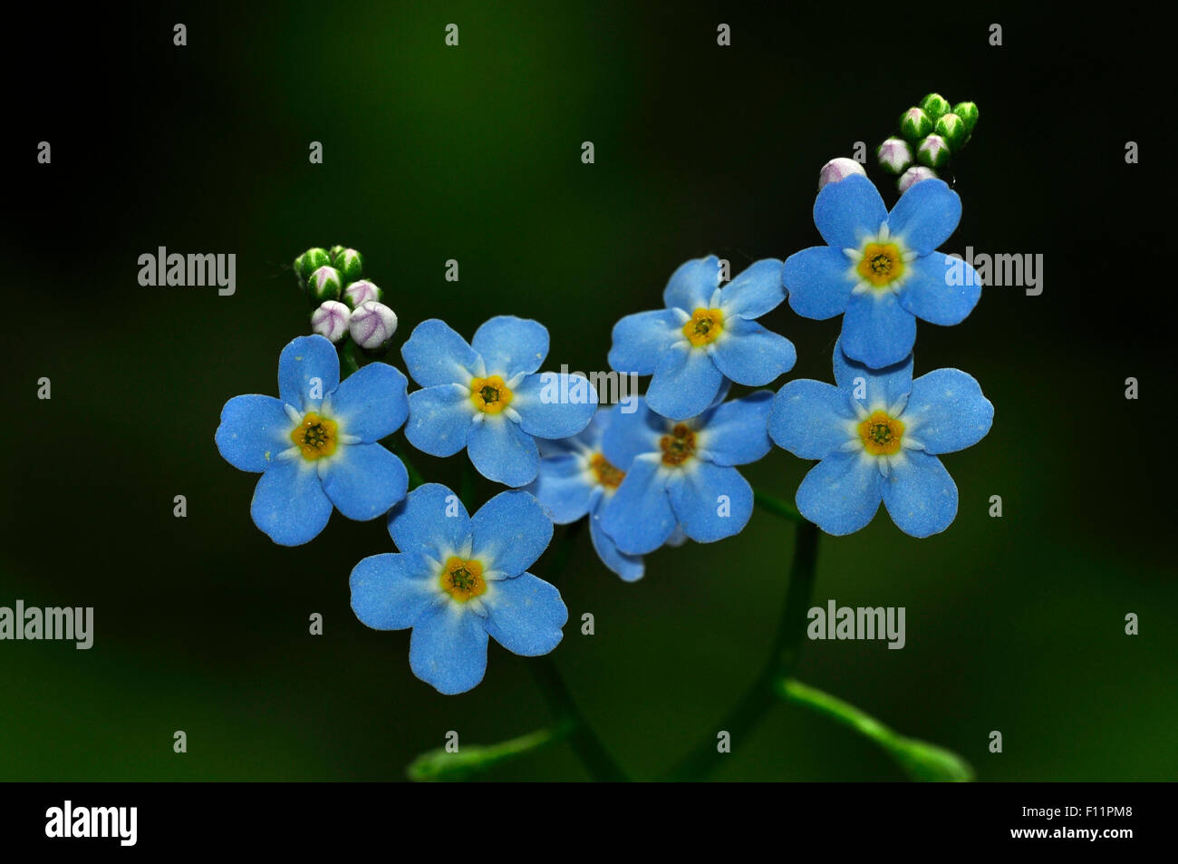 Water forget-me-not en fleur. Dorset, UK Banque D'Images