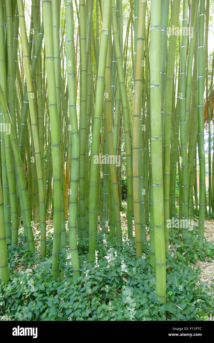 Les bambous géants au jardin botanique de Pise Banque D'Images