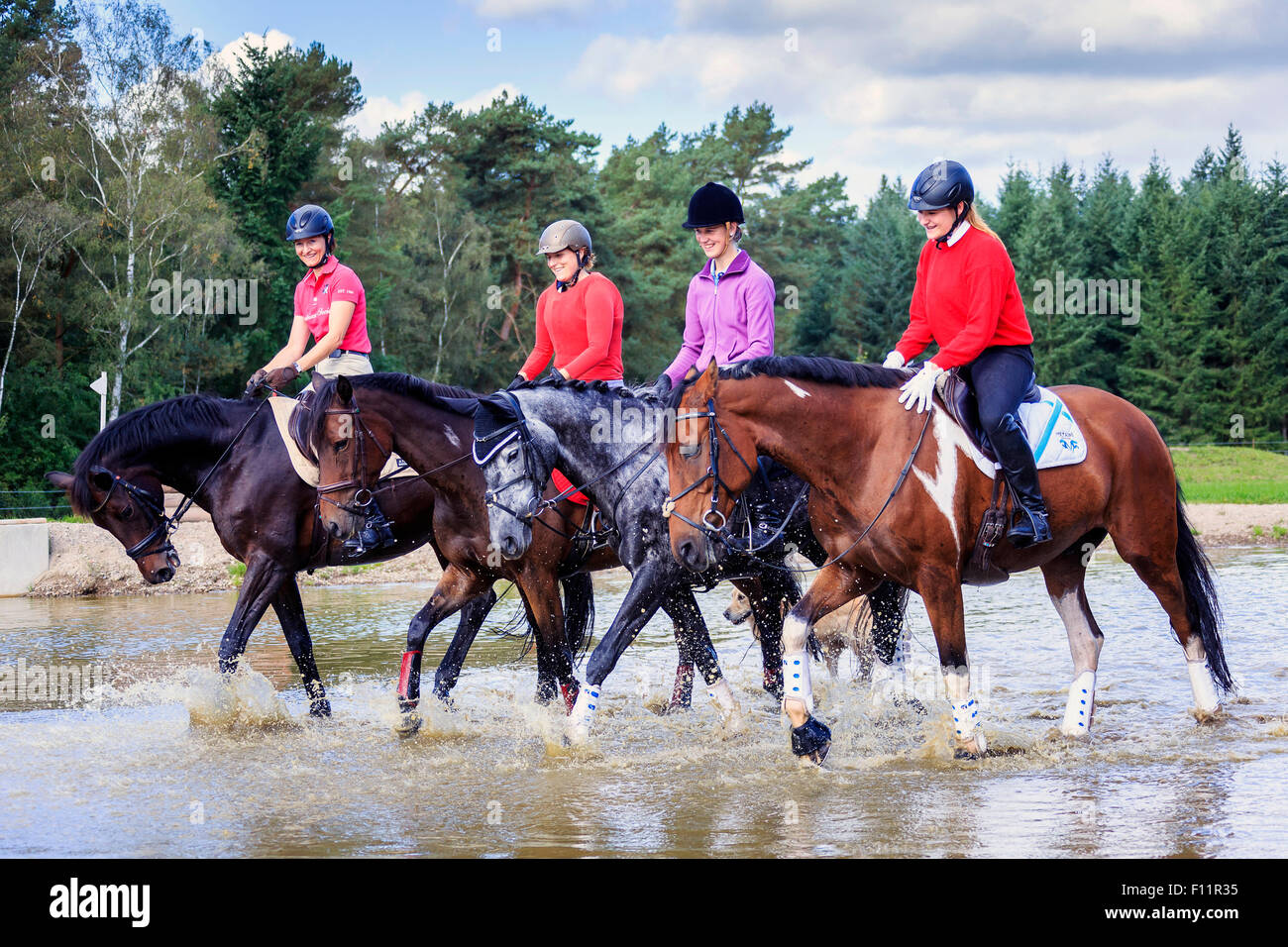 Quatre coureurs Warmblood l'eau peu profonde Banque D'Images