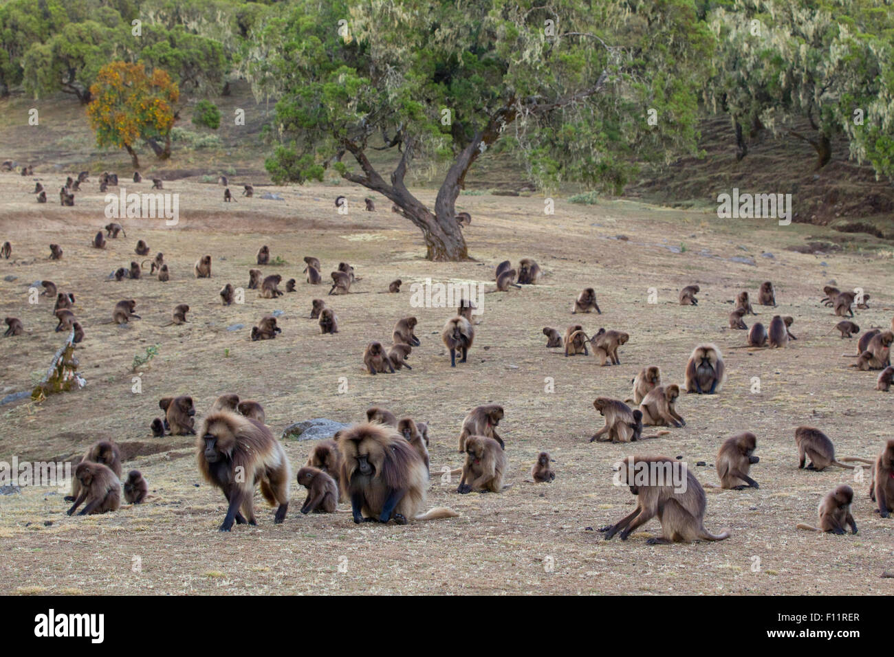 Le babouin gélada (Theropithecus gelada) montagnes du Simien de quête de groupe, de l'Éthiopie Banque D'Images