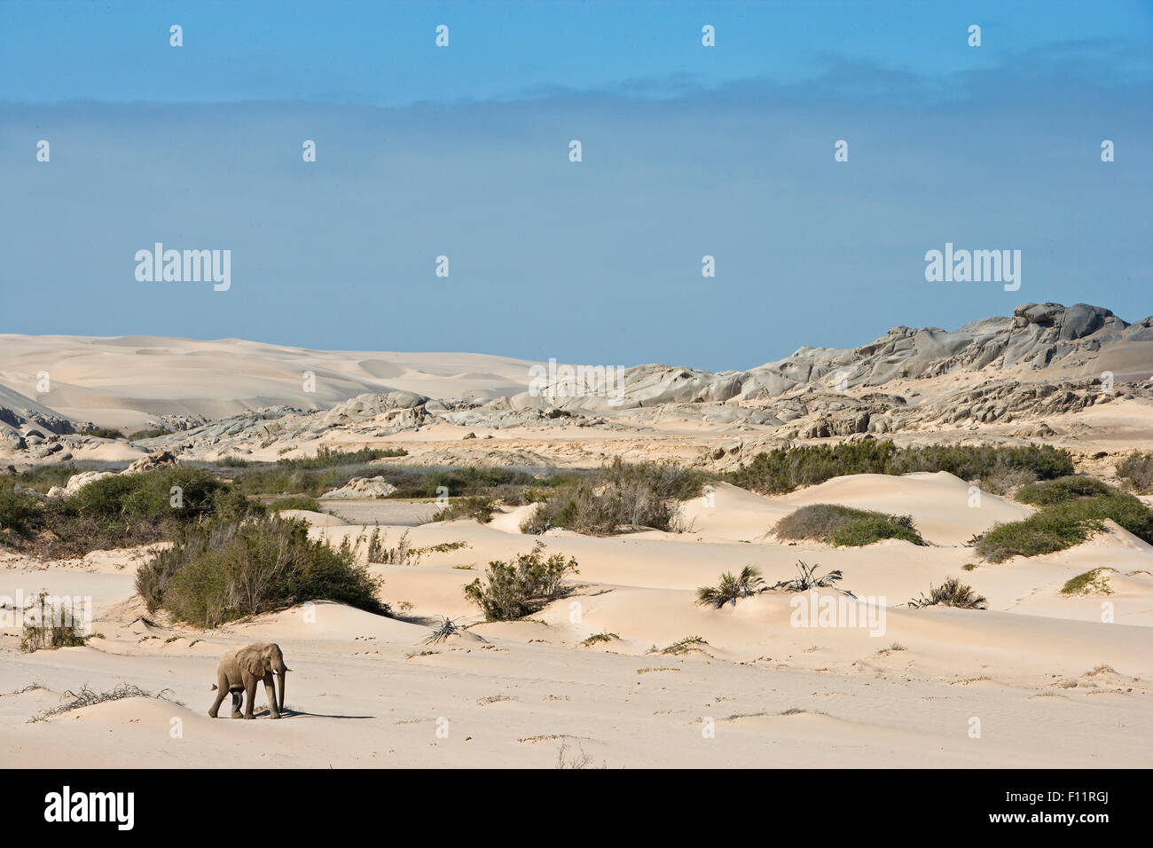 L'éléphant africain, l'éléphant du désert (Loxodonta africana africana) balades adultes le désert Namib-Skeleton Coast National Park, Namibie Banque D'Images