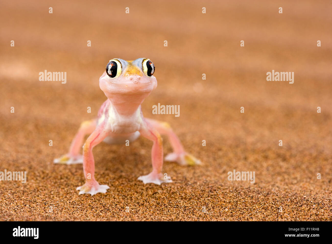 Les putois Web Gecko (Palmatogecko rangei) le sable du désert du Namib Namib-Naukluft National Park, Namibie Banque D'Images
