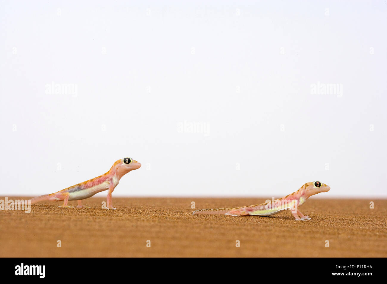 Les putois Web Gecko (Palmatogecko rangei) Deux adultes sand désert du Namib Namib-Naukluft National Park, Namibie Banque D'Images
