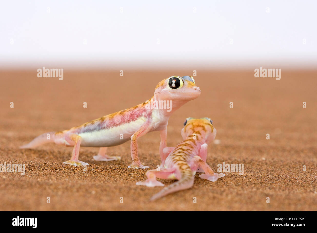 Les putois Web Gecko (Palmatogecko rangei) Deux adultes sand désert du Namib Namib-Naukluft National Park, Namibie Banque D'Images