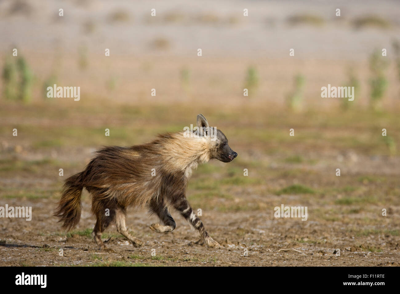 Hyène brune (Hyaena brunnea) exécutant gin le désert du Namib, Namibie Skeleton Coast Banque D'Images