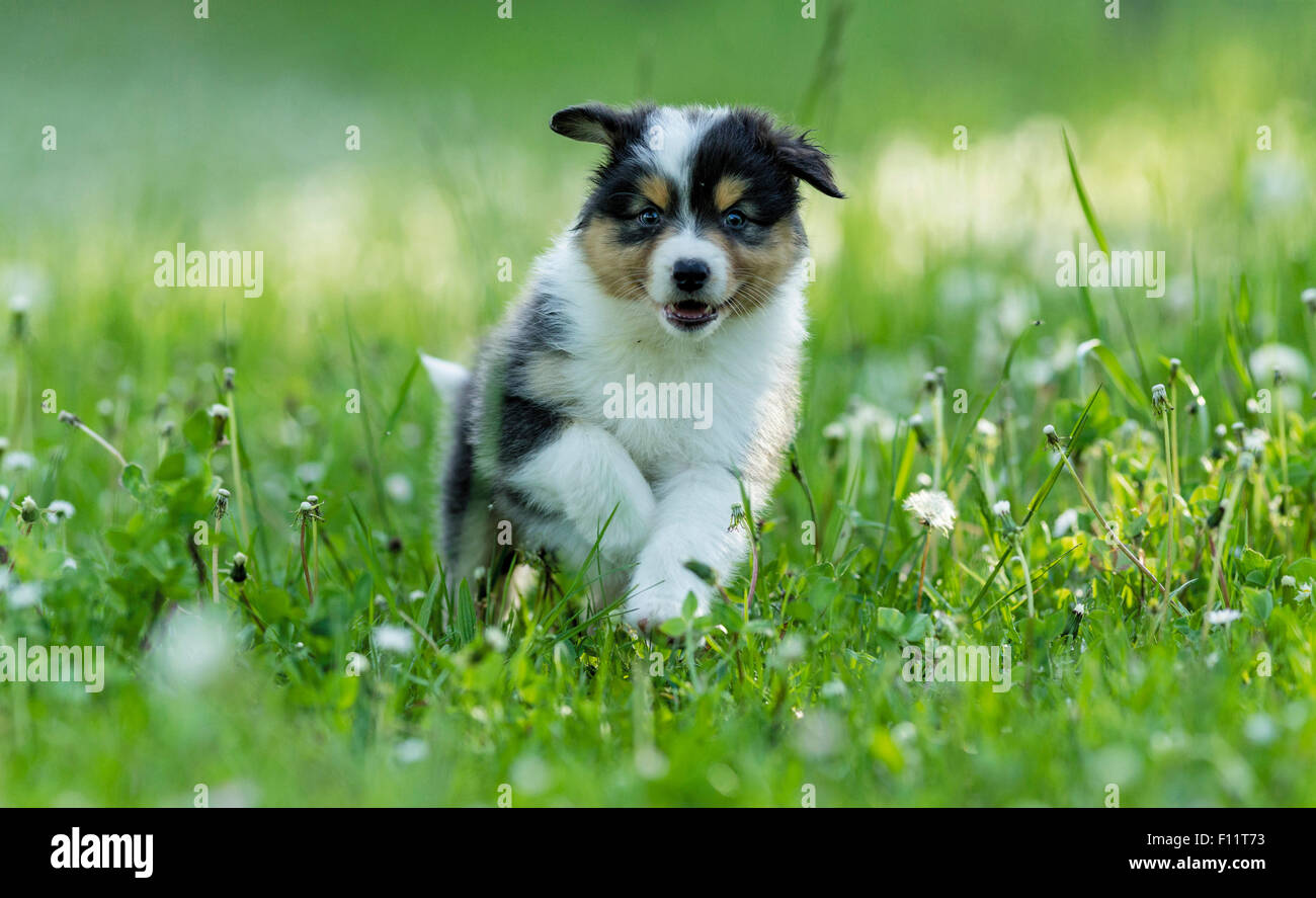Berger Australien Qui Court Banque De Photographies Et D Images A Haute Resolution Alamy