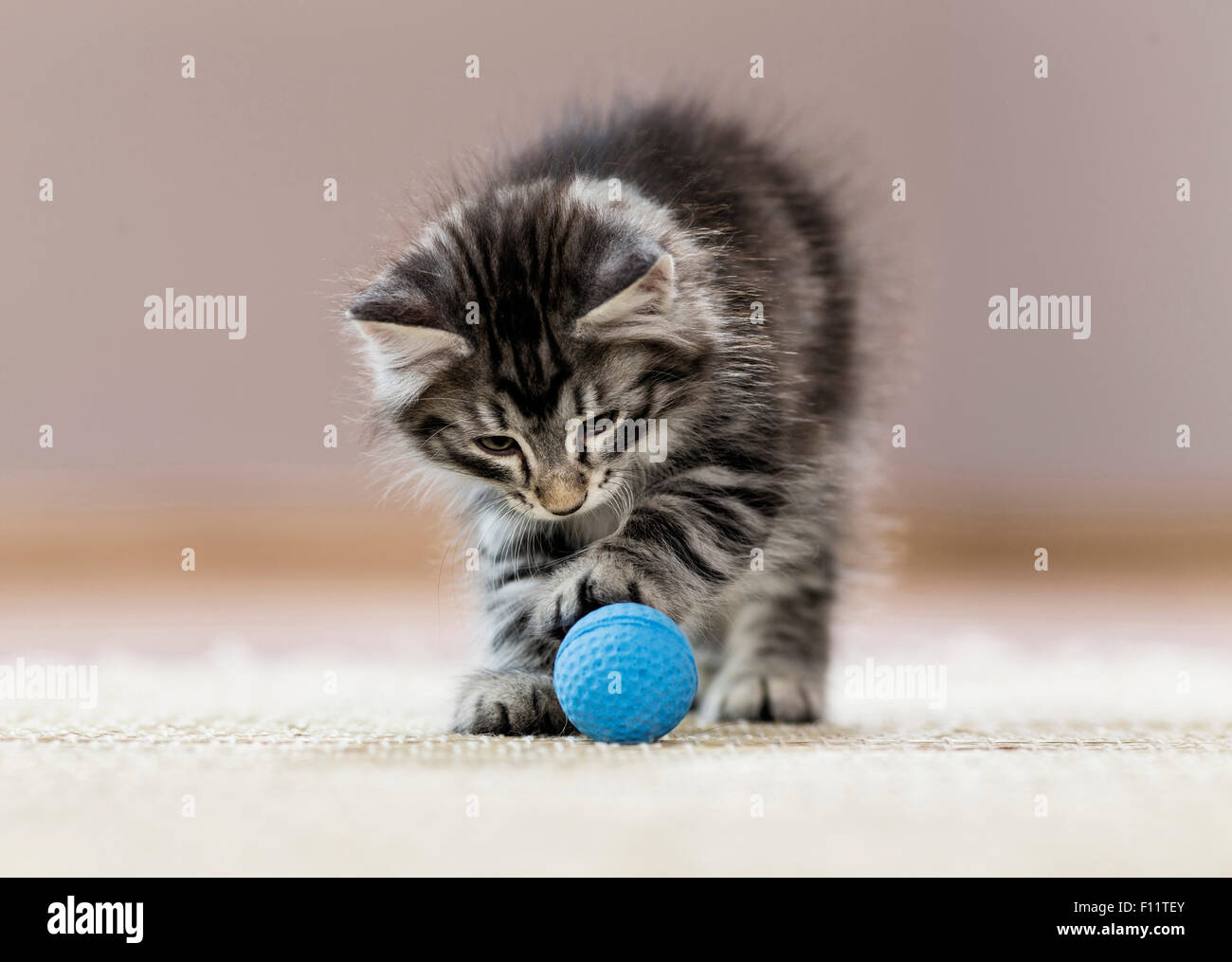 Chat norvégien Kitten playing blue ball, Banque D'Images