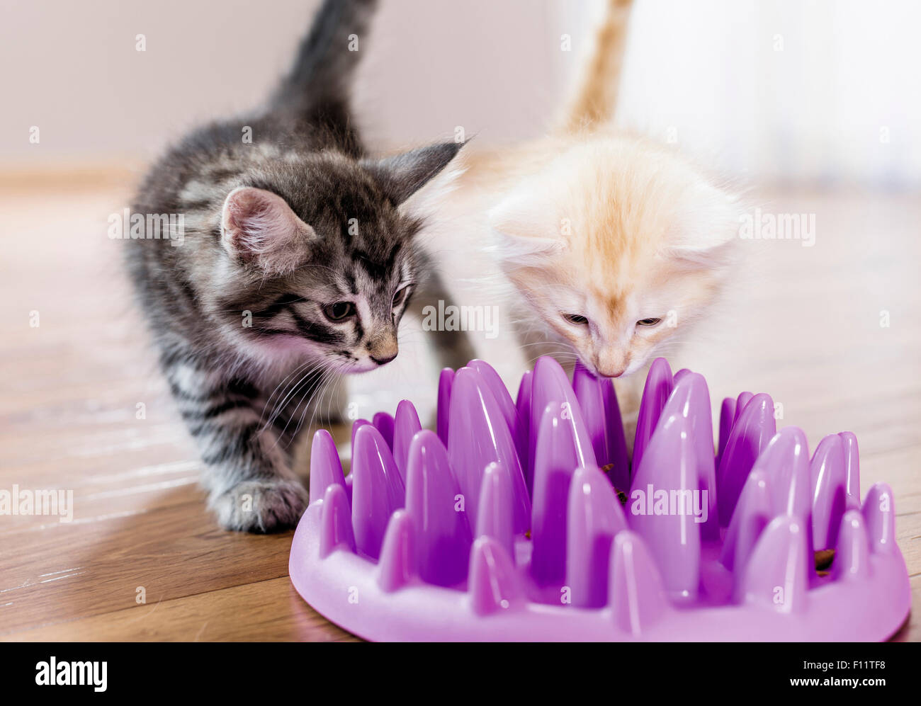 Chat norvégien deux chatons essaie d'obtenir pour un dîner au restaurant de la cuvette des pointes arrondies ils mangeront plus lent et beaucoup ont aussi amusant, Banque D'Images