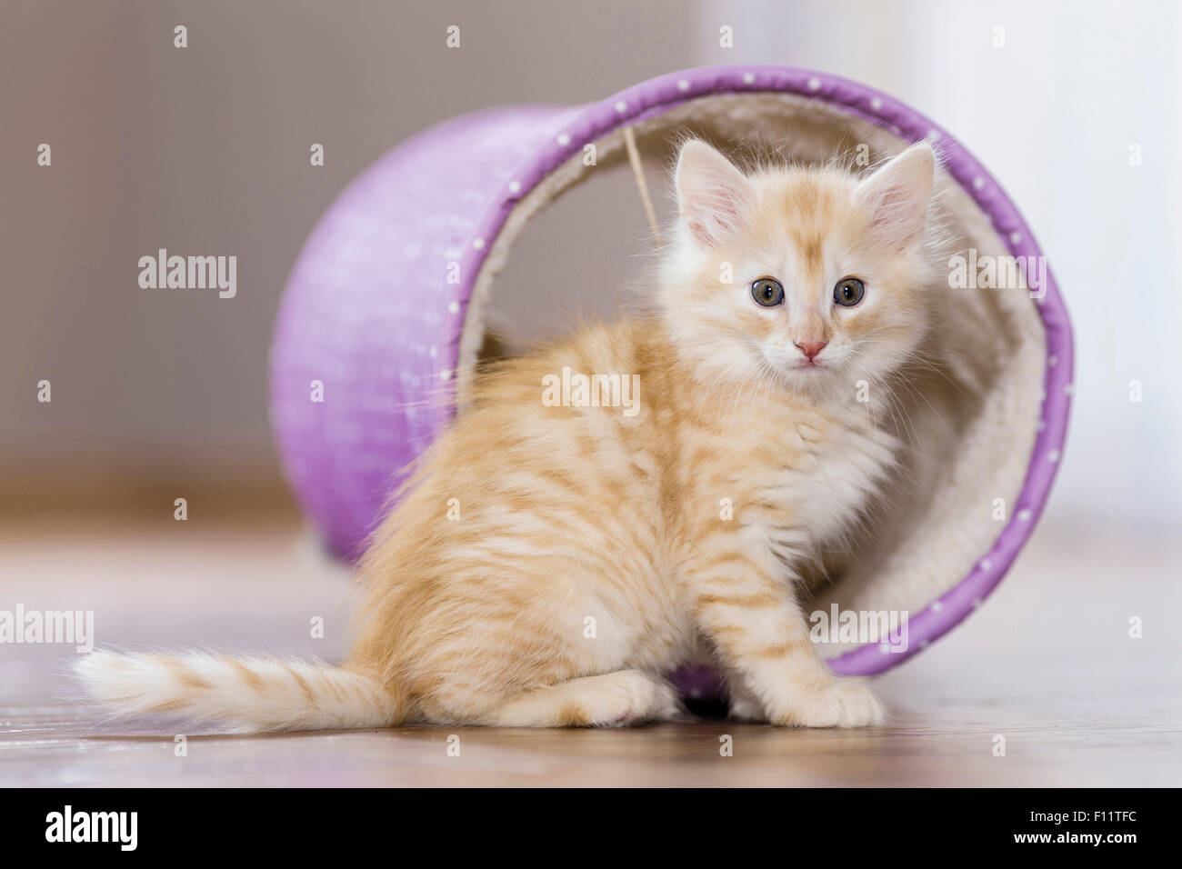 Chat norvégien chaton assis jouet avant tunnel, Banque D'Images