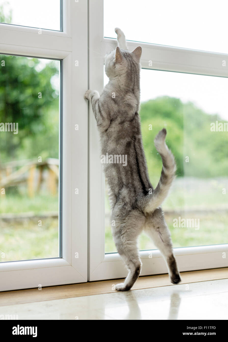 British Shorthair Tabby Cat tomcat sscratching à fenêtre, voudrais sortir Banque D'Images